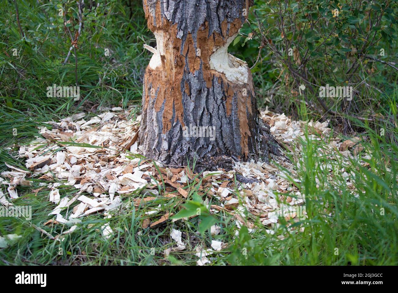 Biber kaute Balsam-Pappel (Populus balsamifera) im Wald. Einen Tag später wurde der Baum komplett durchgeschnitten und fiel. Stockfoto