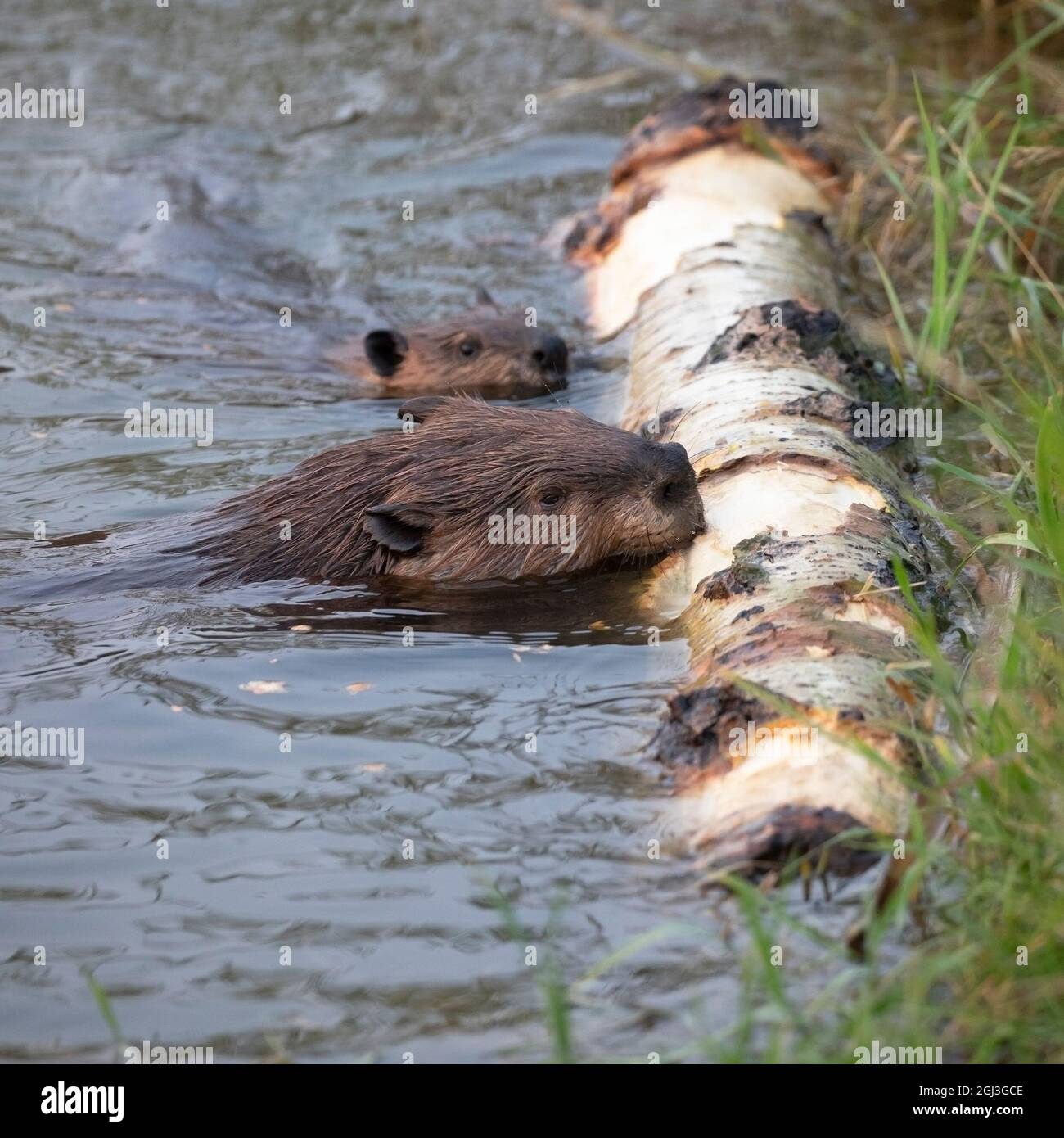 Eltern und junge Biber kauen auf der Rinde eines zitternden Aspen Baumstamms am Rand eines Teiches. Castor canadensis. Stockfoto