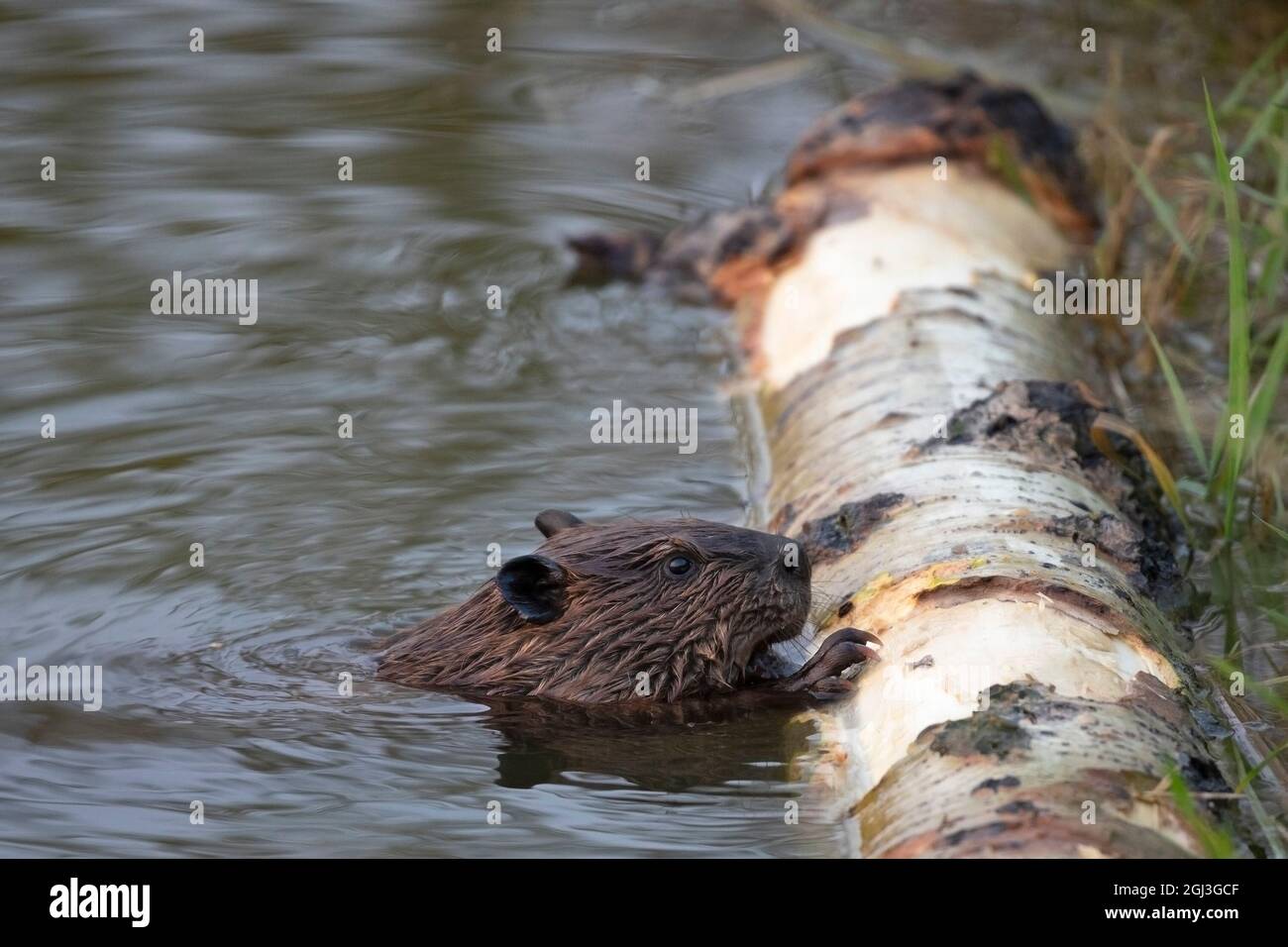 Junger Biber, der an der Rinde eines zitternden Aspen-Baumstamms am Rand eines Teiches kaut. Castor canadensis. Stockfoto