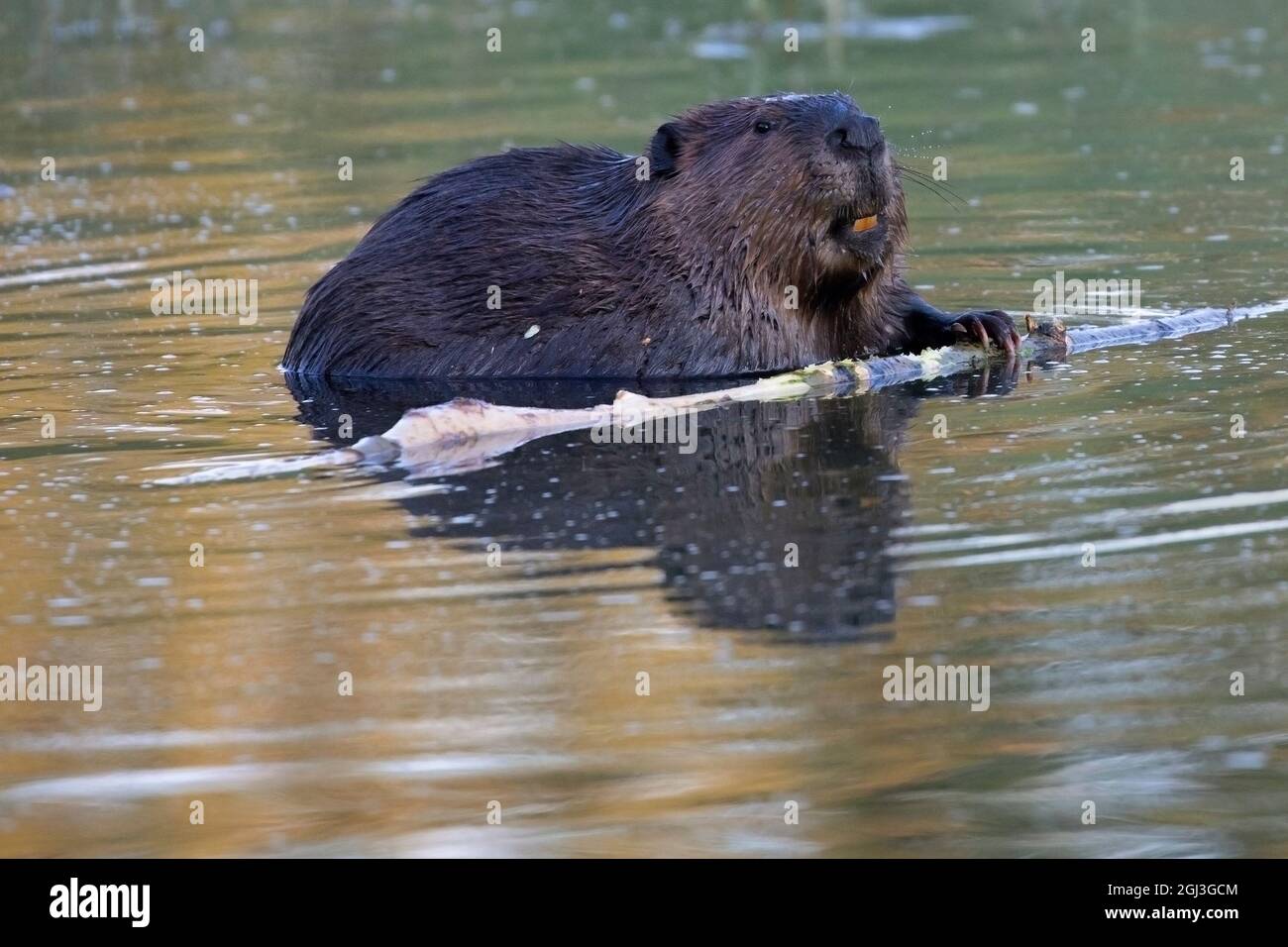 Biberfütterung am Balsam-Pappelzweig im Teich Stockfoto