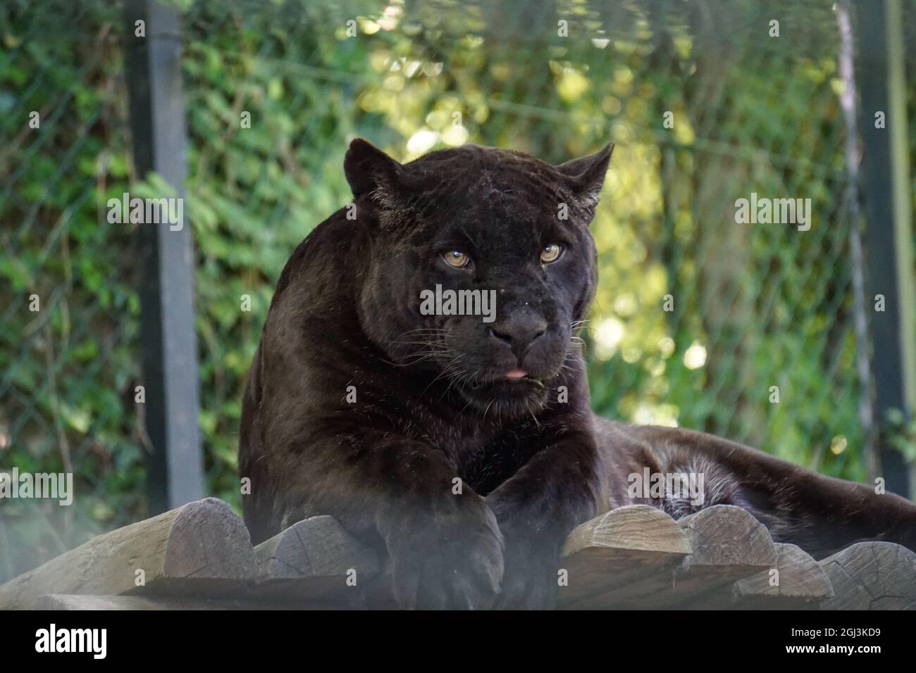 Nahaufnahme eines schwarzen jaguar, der auf einer hölzernen Plattform im Zoo liegt Stockfoto
