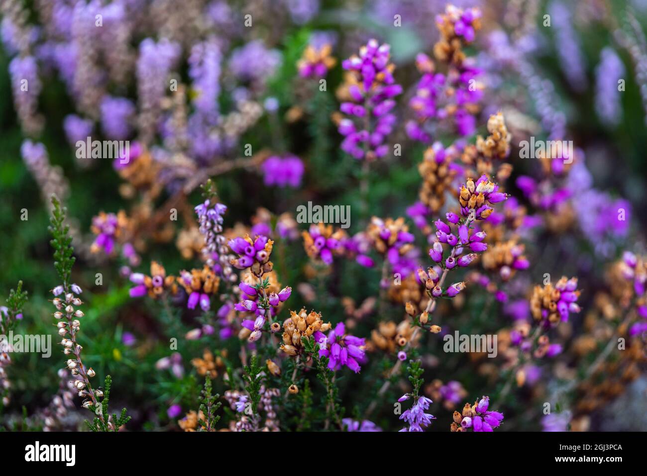 Farbenfrohe violette/rosa Glockenheidepflanzen (erica cinerea) beginnen im Spätsommer im New Forest, England, Großbritannien, zu verwelken Stockfoto