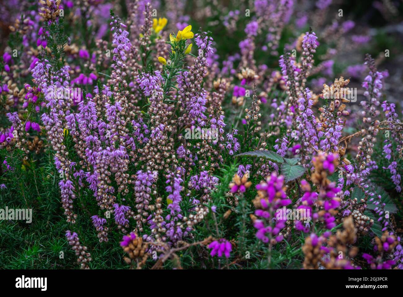 New Forest Ling (Calluna vulgaris) und Bell Heather (Erica cinerea) und Yellow Gorse (Ulex europaeus) Pflanzen auf New Forest Heide / Heide, Großbritannien Stockfoto