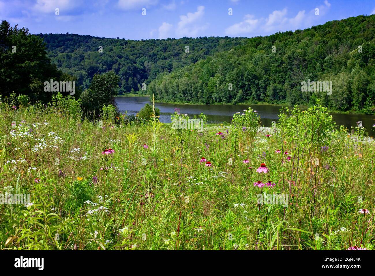 Eine blühende Blumenwiese im Sommer im 2,000 Hektar großen Prompton State Park in Wayne County, Pennsylvania Stockfoto