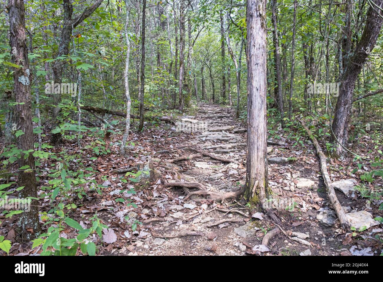 Trail in Forest bei der Wangen Bend Wildlife Management Unit, Tennessee, USA Stockfoto