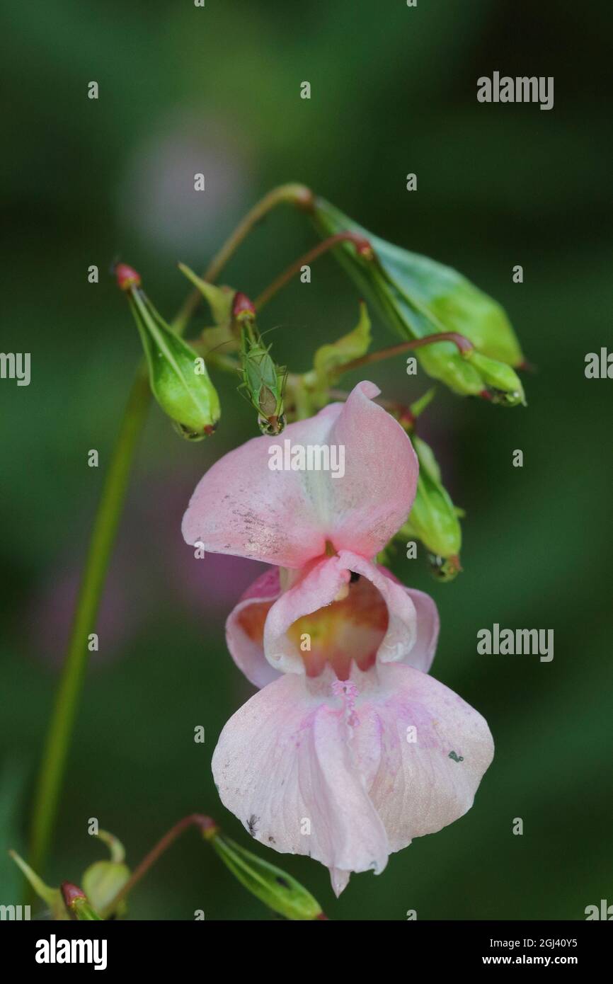 Himalaya-Balsam (Impatiens glandurifera) blühende Alien-Blume Stockfoto