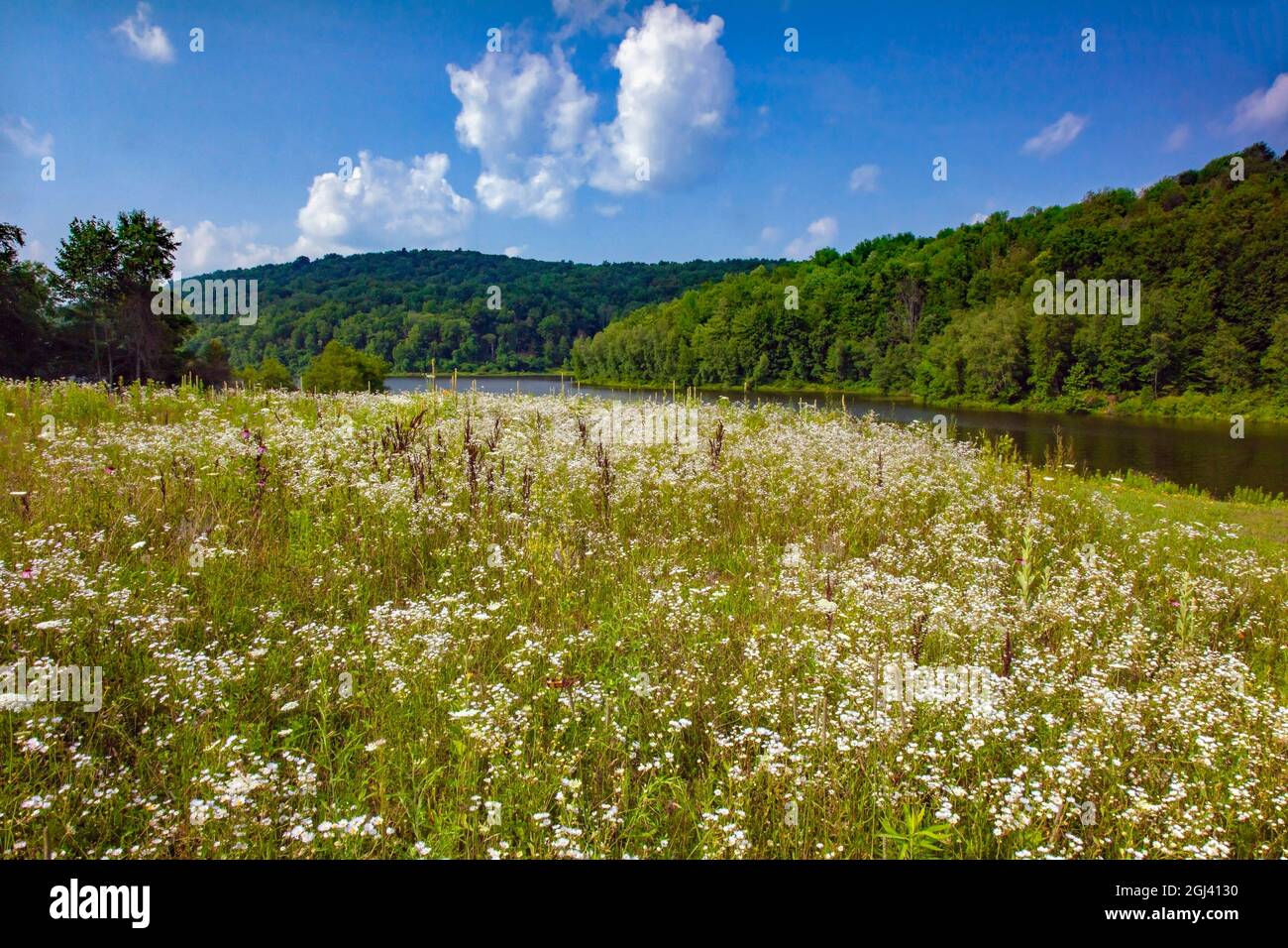 Eine blühende Blumenwiese im Sommer im 2,000 Hektar großen Prompton State Park in Wayne County, Pennsylvania Stockfoto