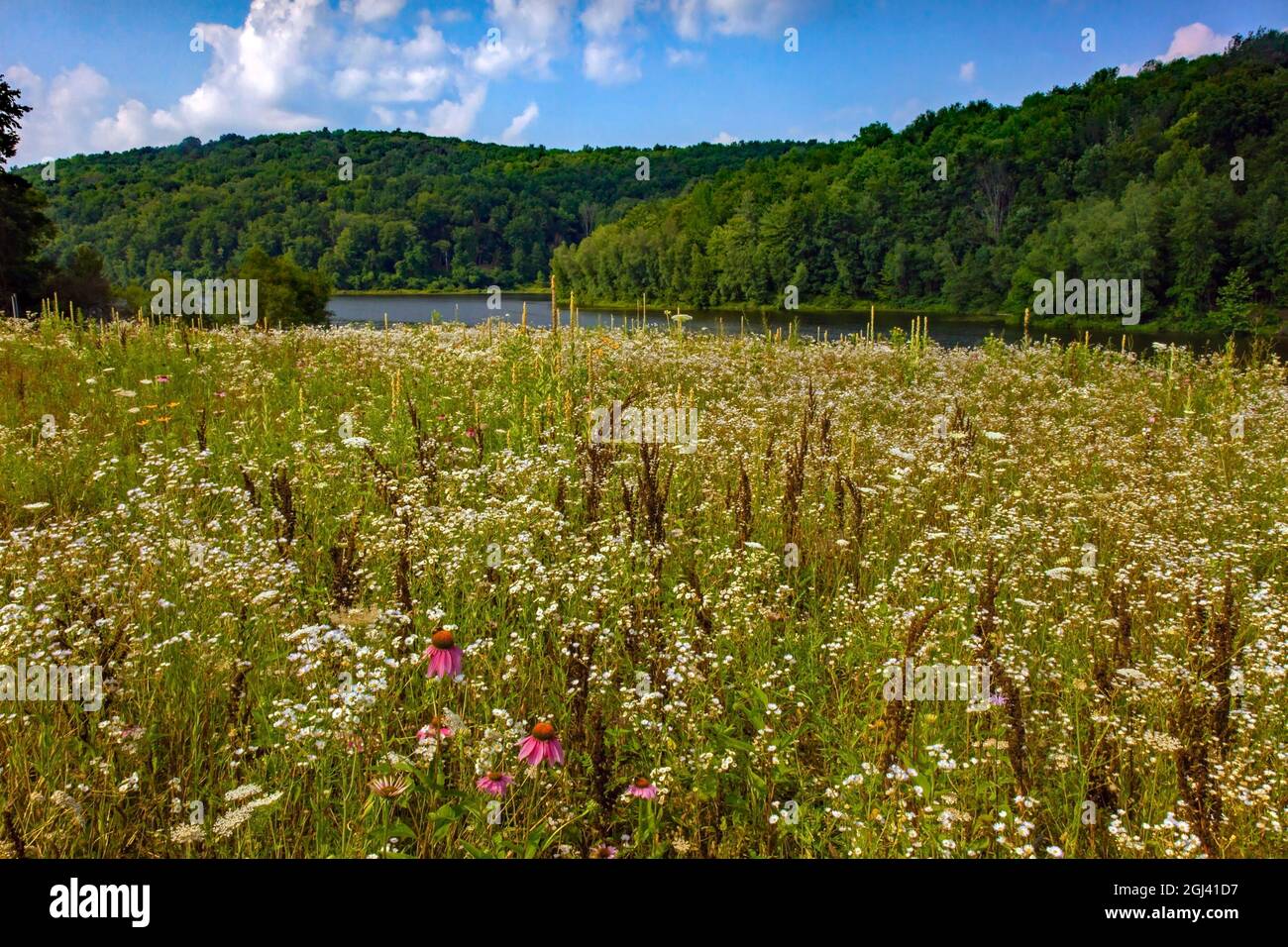 Eine blühende Blumenwiese im Sommer im 2,000 Hektar großen Prompton State Park in Wayne County, Pennsylvania Stockfoto