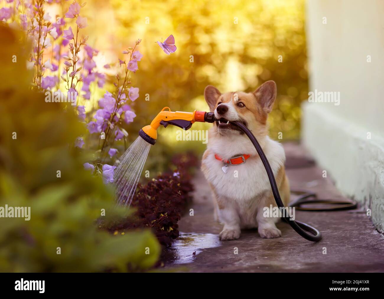 Porträt eines glücklichen Corgi-Hundes, der im Sommer im Garten sitzt, mit einem Schlauch in den Zähnen und die Blumen im Blumenbeet wässert Stockfoto