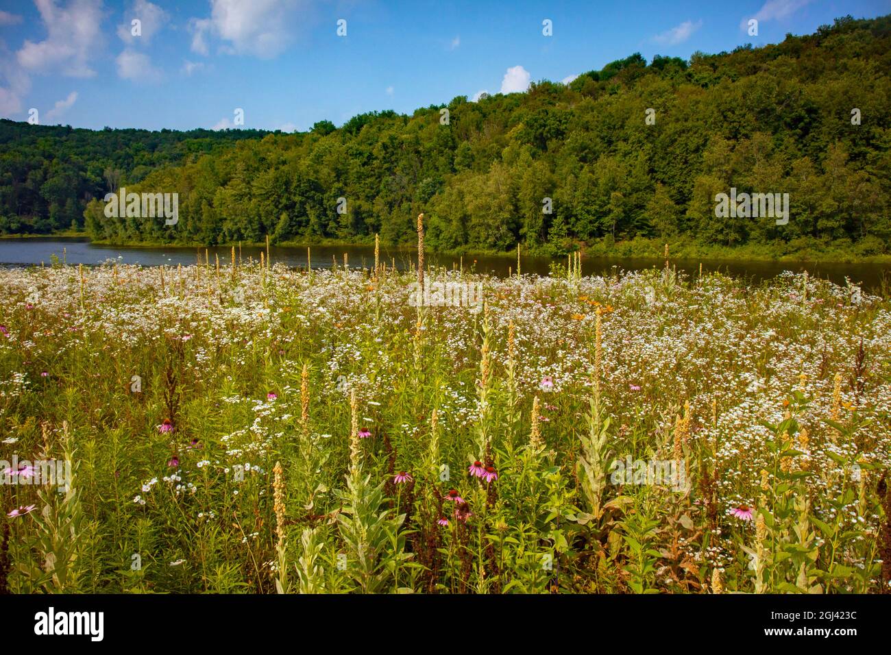 Eine blühende Blumenwiese im Sommer im 2,000 Hektar großen Prompton State Park in Wayne County, Pennsylvania Stockfoto