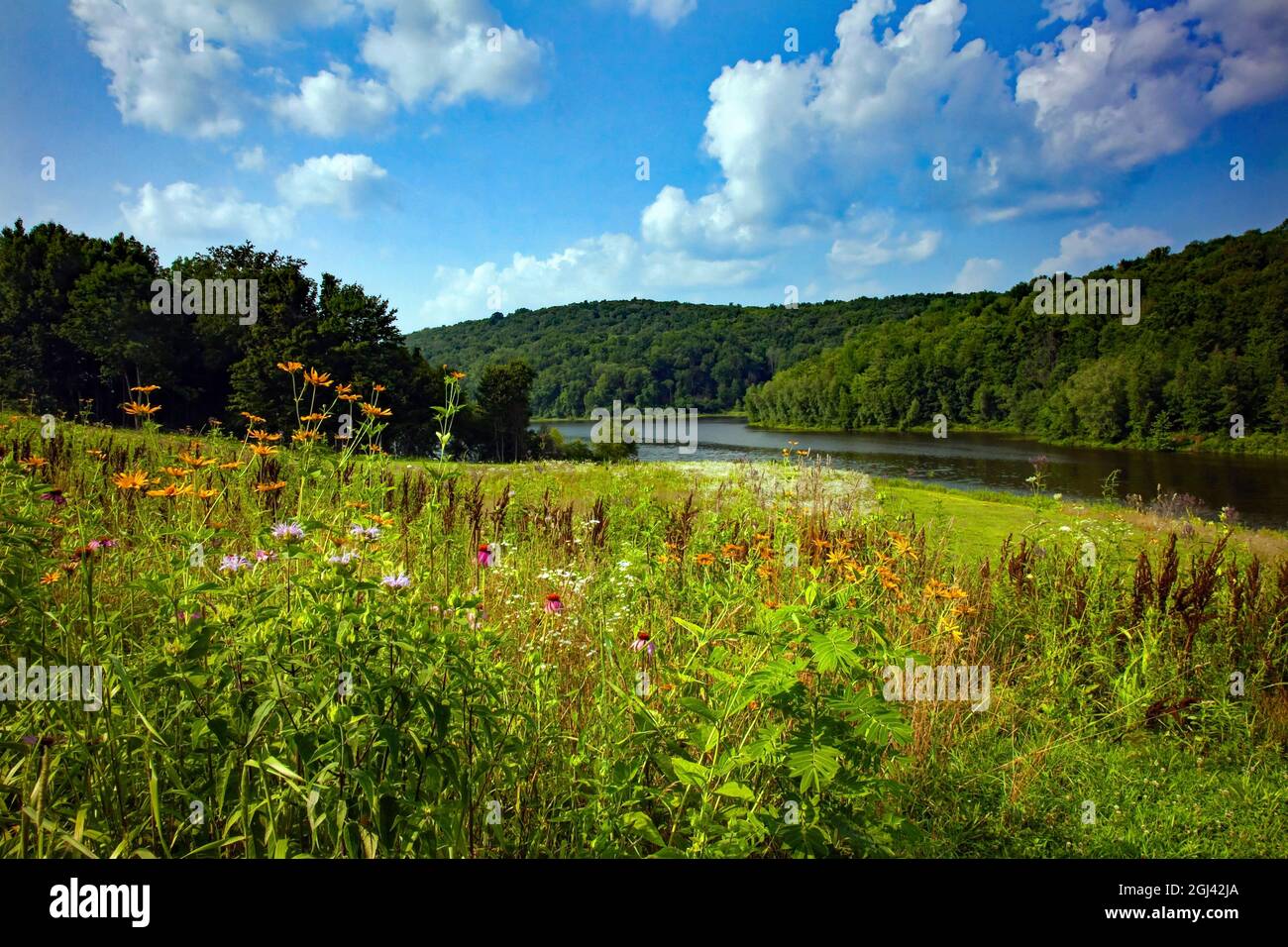 Eine blühende Blumenwiese im Sommer im 2,000 Hektar großen Prompton State Park in Wayne County, Pennsylvania Stockfoto
