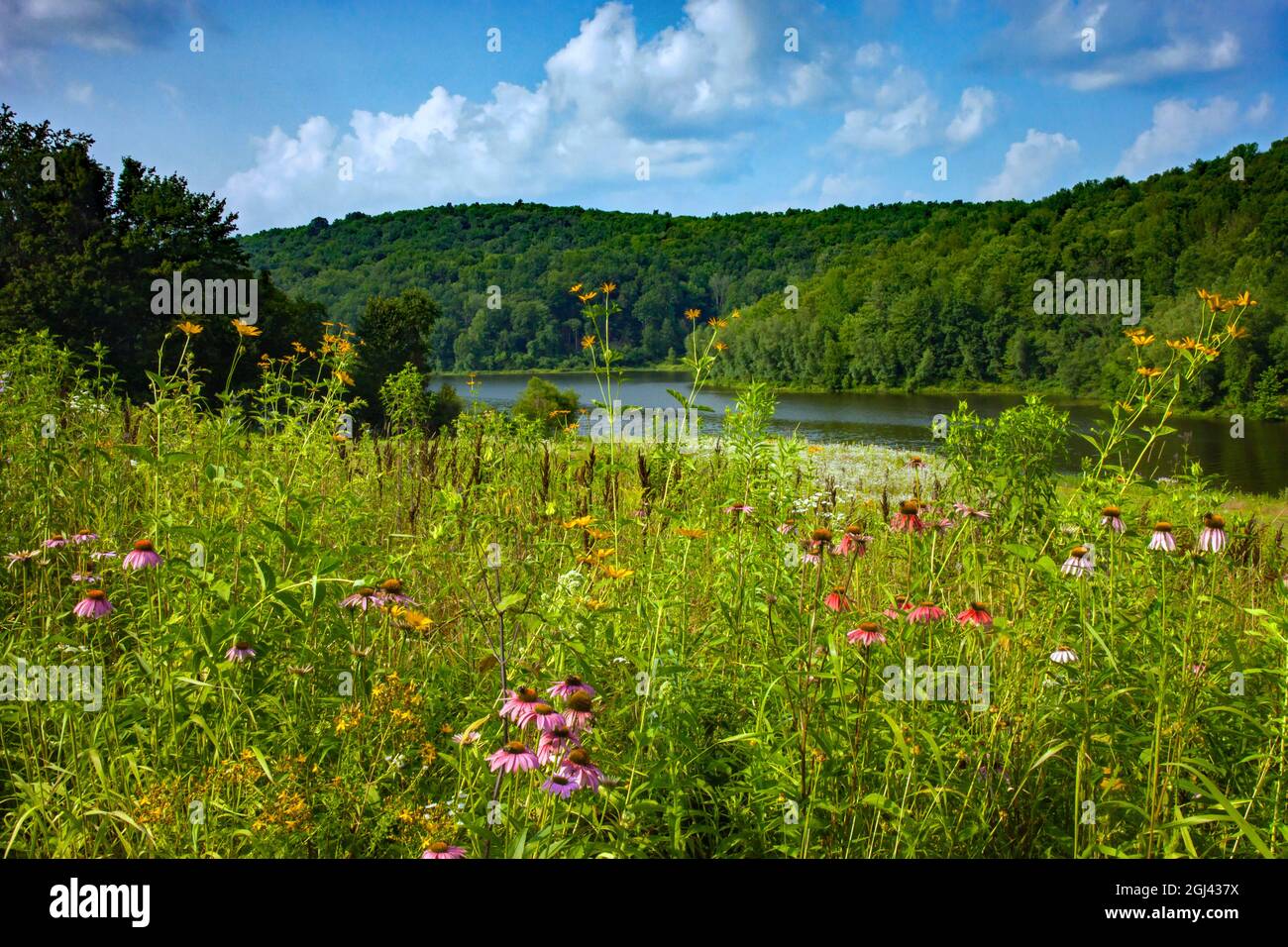Eine blühende Blumenwiese im Sommer im 2,000 Hektar großen Prompton State Park in Wayne County, Pennsylvania Stockfoto