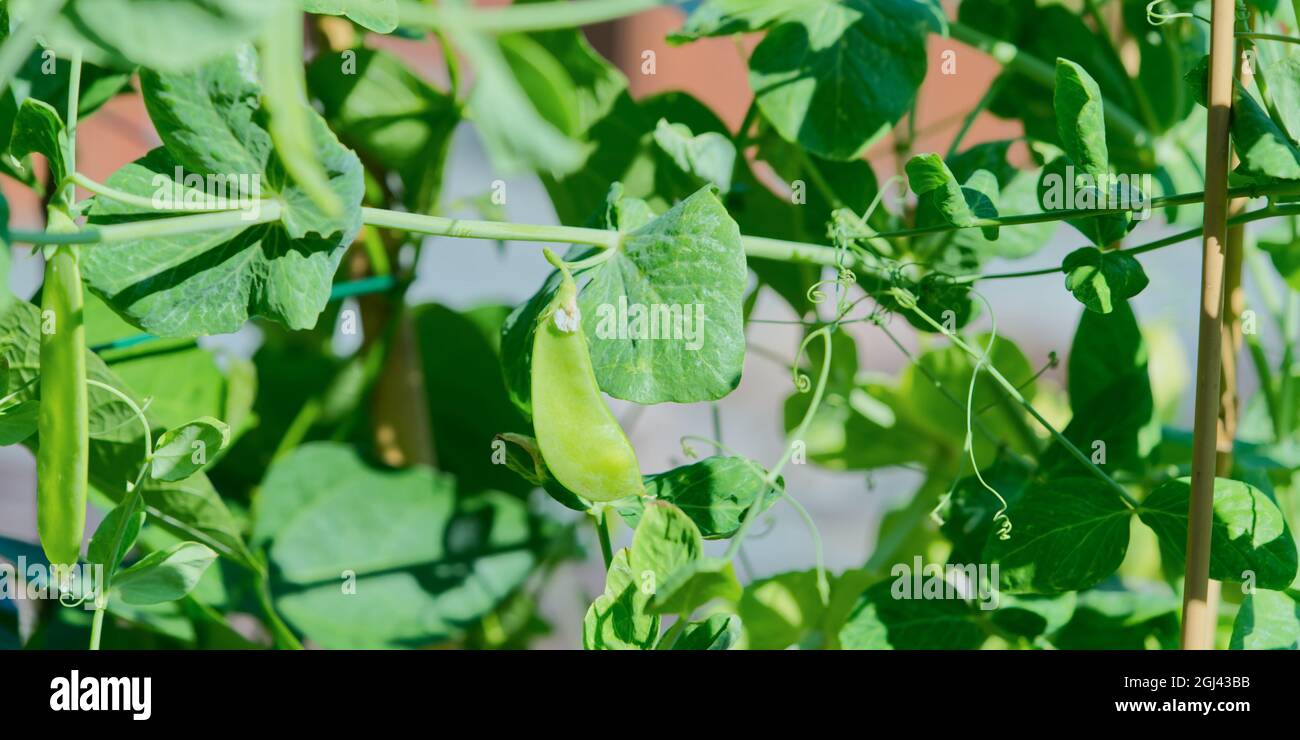 Erbsen wachsen aus nächster Nähe im Garten Stockfoto