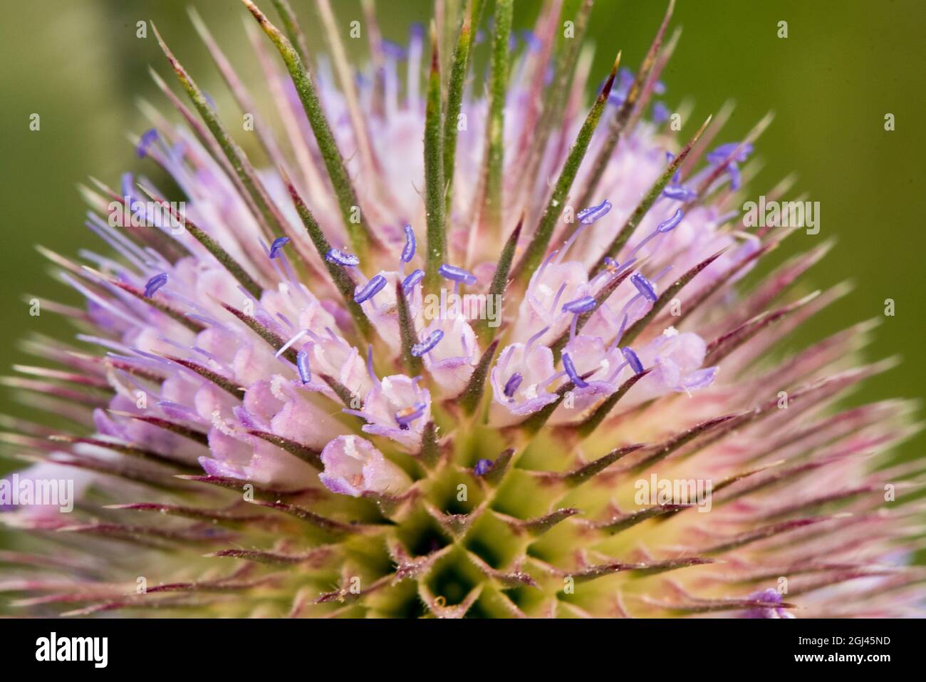 Sommer blühende Teaser zeigen ihr Band aus hellvioletten Blüten und violetten Pollen auf dem Anther. Stockfoto