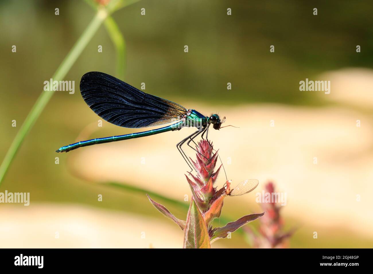 Eine blaue Damselfliege, die ein von ihr gejagtes Insekt frisst. Stockfoto