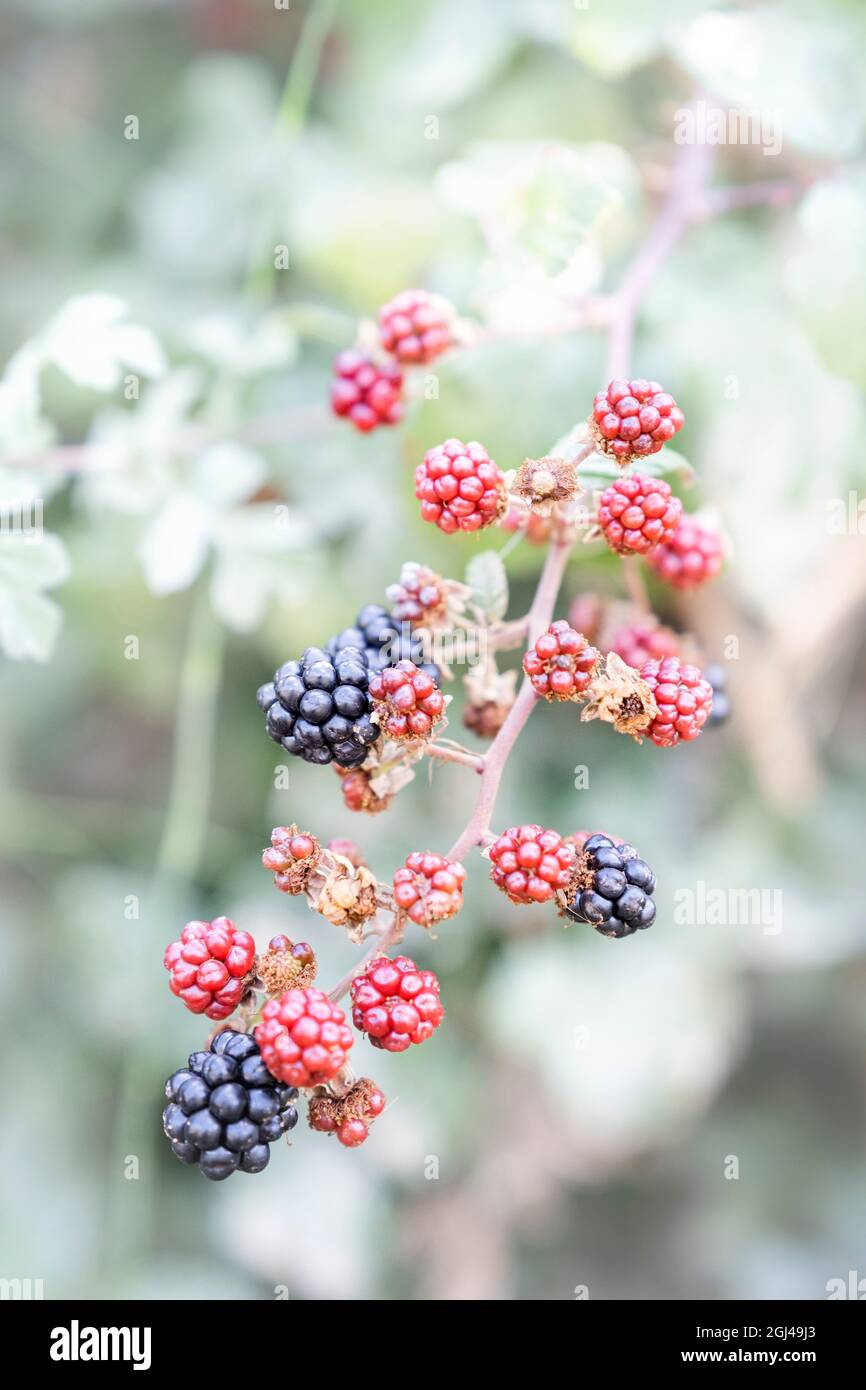 Nahaufnahme eines Zweiges eines Brombeerbusches mit roten und schwarzen Beeren mit selektivem Fokus auf die roten Beeren, Brombeeren, vertikal Stockfoto