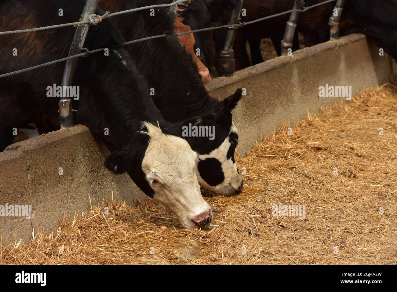 Rinder, die im Futterplatz auf der Ranch auf den nördlichen Ebenen fressen. Stockfoto