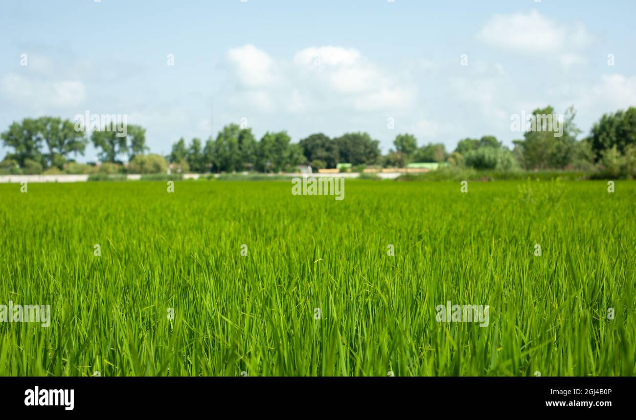 Landwirtschaft grüne junge Reispflanzen auf dem Feld unter blauem Himmel und Bäume zurück auf dem Land. Farm, Wachstum und Landwirtschaft Konzept im iran, mazandara Stockfoto