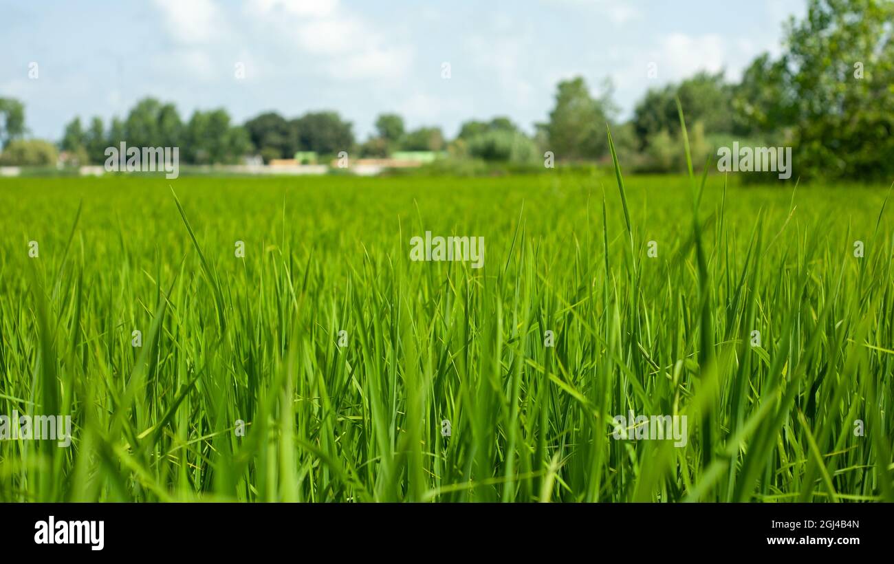 Landwirtschaft grüne junge Reispflanzen auf dem Feld unter blauem Himmel und Bäume zurück auf dem Land. Farm, Wachstum und Landwirtschaft Konzept im iran, mazandara Stockfoto