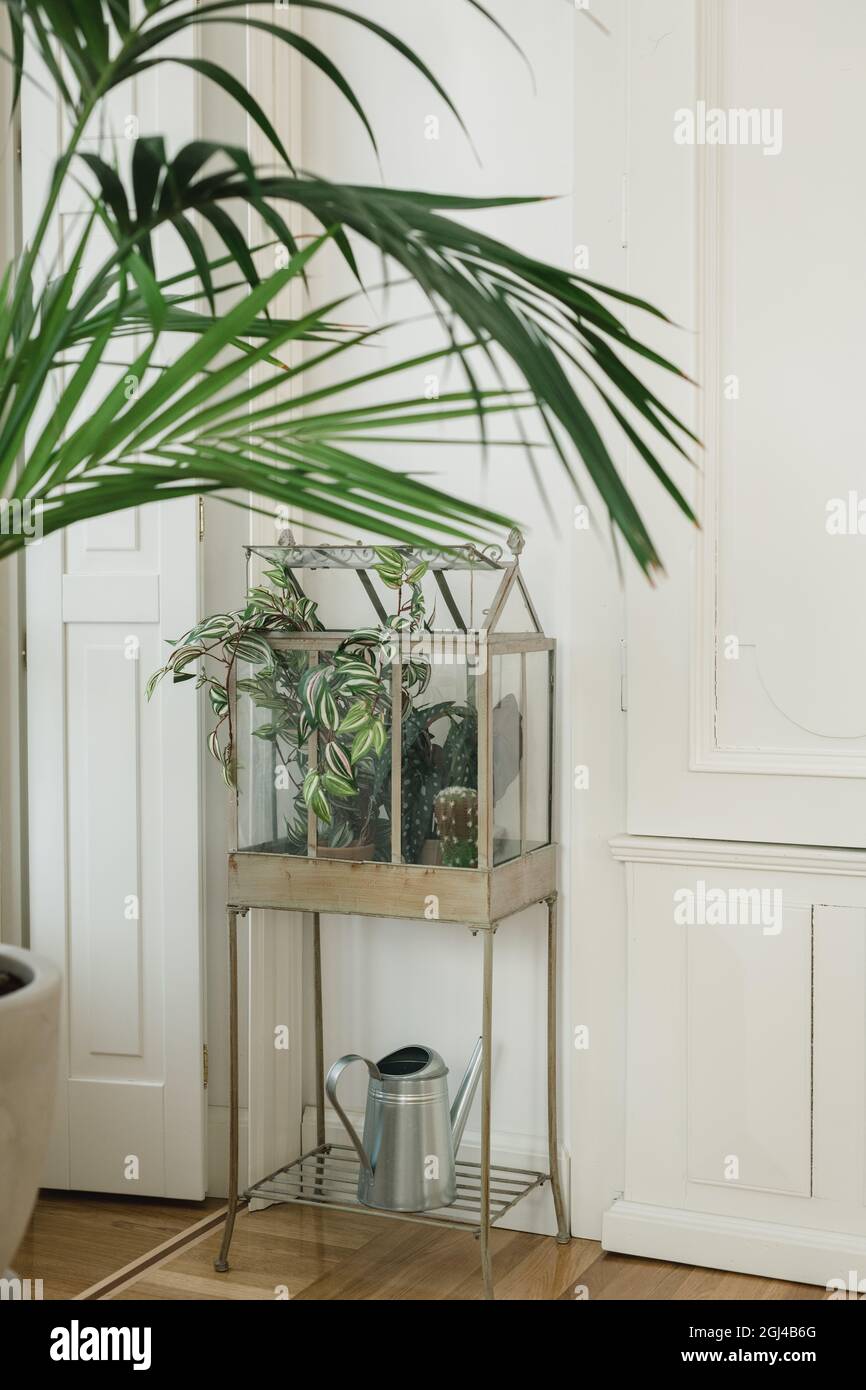 Vertikale Aufnahme von Zimmerpflanzen in einem Mini-Gewchshaus im Haus  Stockfotografie - Alamy