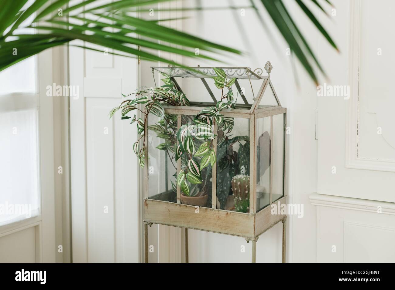 Nahaufnahme von Zimmerpflanzen in einem Mini-Gewchshaus im Haus  Stockfotografie - Alamy