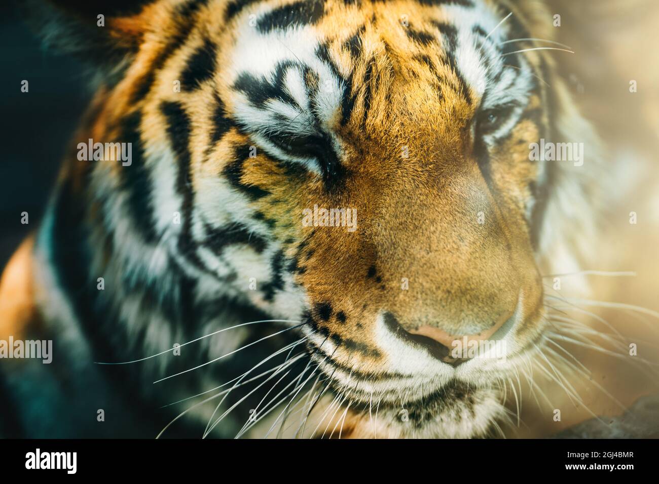Tiger Kopf oder Gesicht in Sonnenlicht. Schöne Wildkatze. Stockfoto