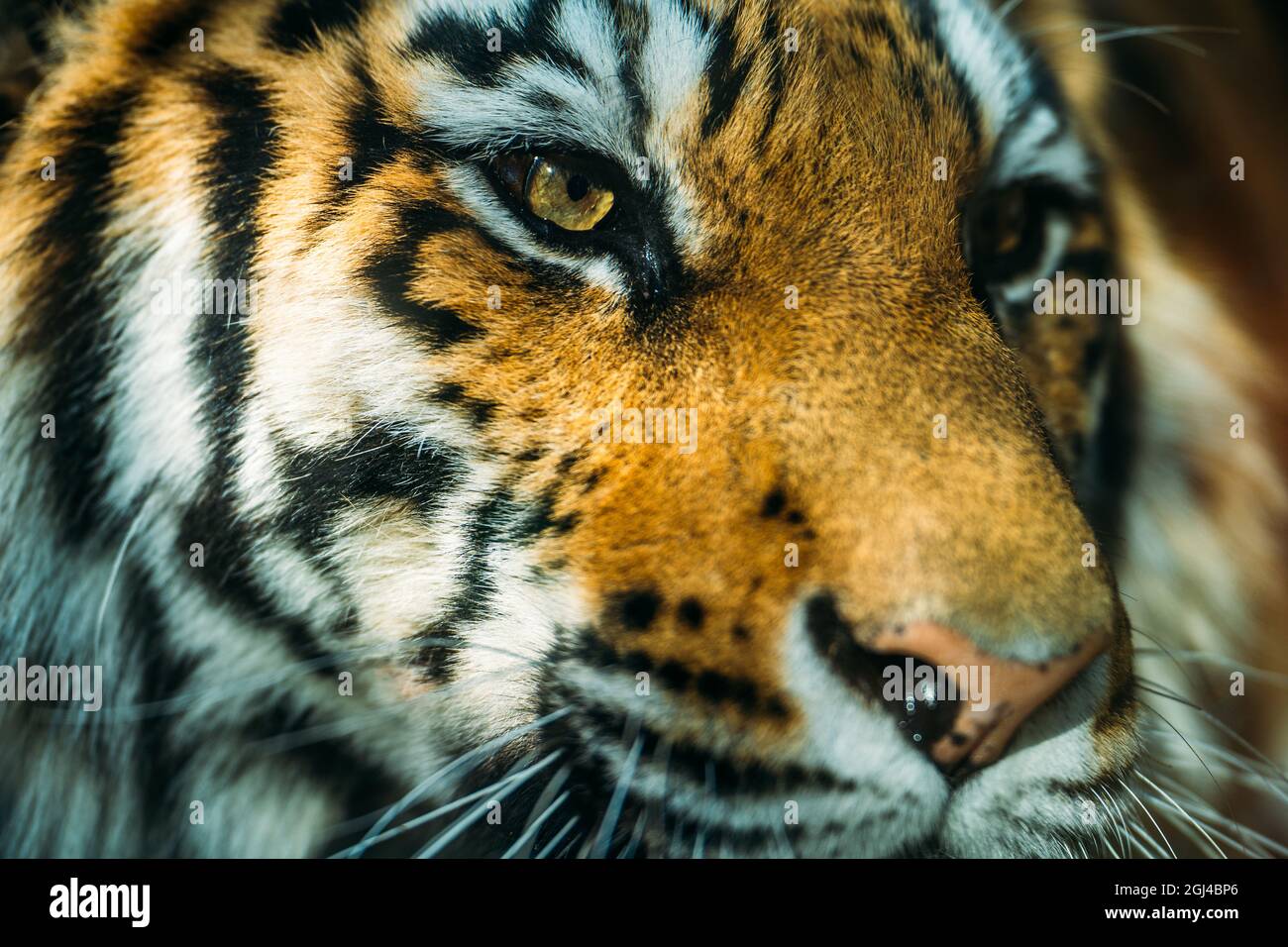 Schönes Nahaufnahme-Porträt des Tigers. Wildkatzen-Raubtier-Schnauze. Stockfoto