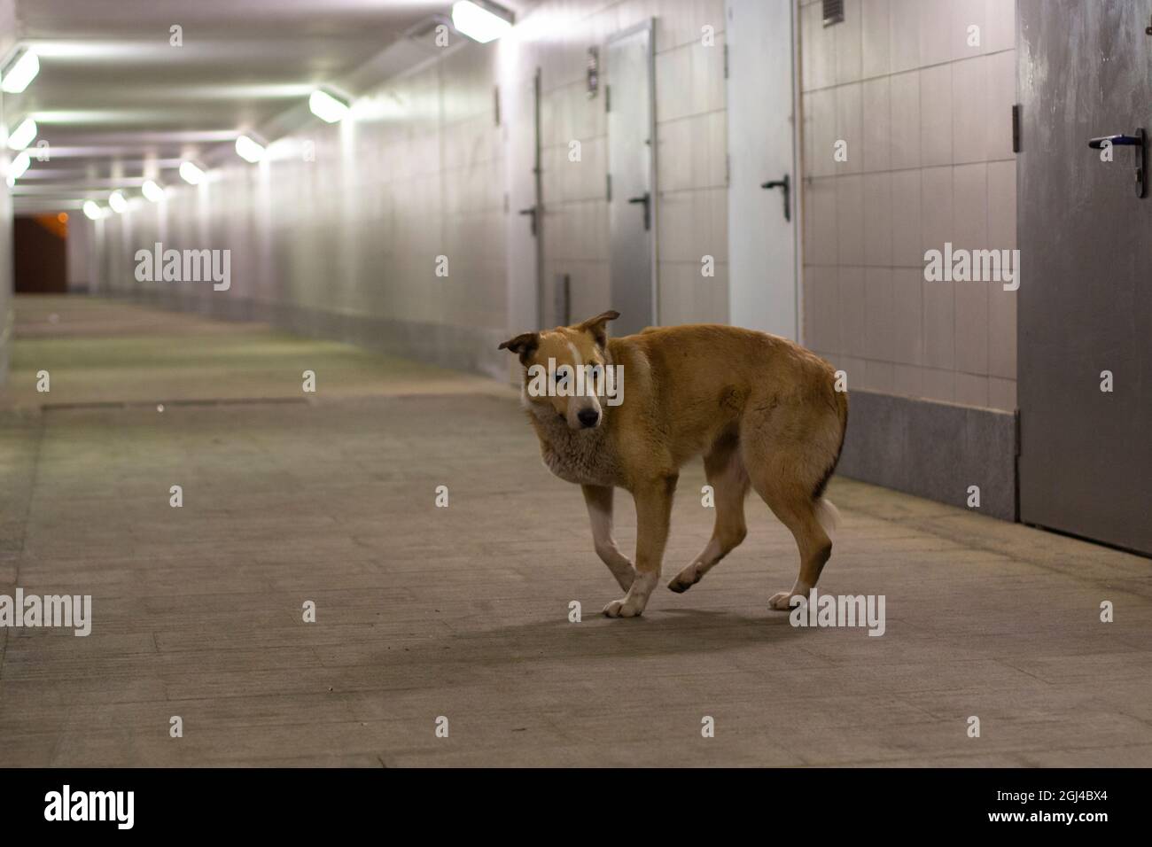 Heimatloser Hund im Tunnel. Der Hund lebt auf der Straße. Das Tier sucht einen Meister. Heimatloser Hund in der Nacht in einer Fußgängerüberfahrt. Stockfoto