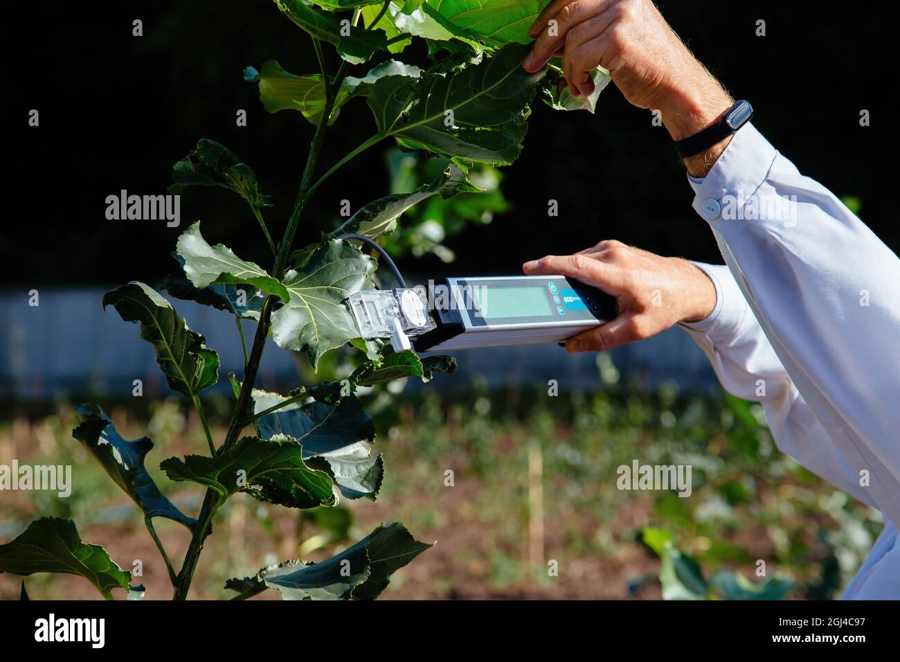 Wissenschaftler misst die Photosynthese von Pflanzen an jungen Pappelbäumen. Stockfoto