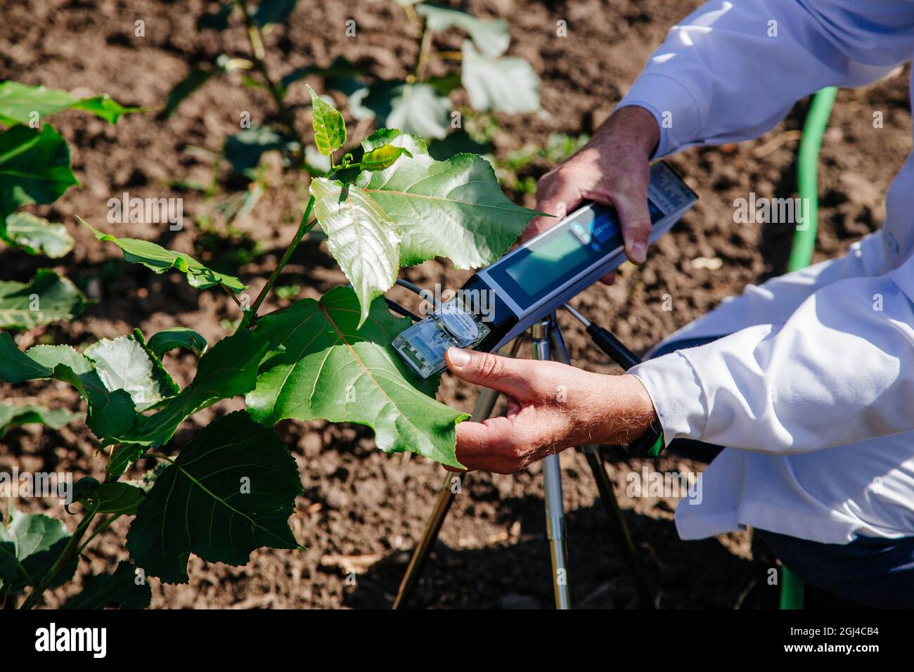 Wissenschaftler misst die Photosynthese von Pflanzen an jungen Pappelbäumen. Stockfoto
