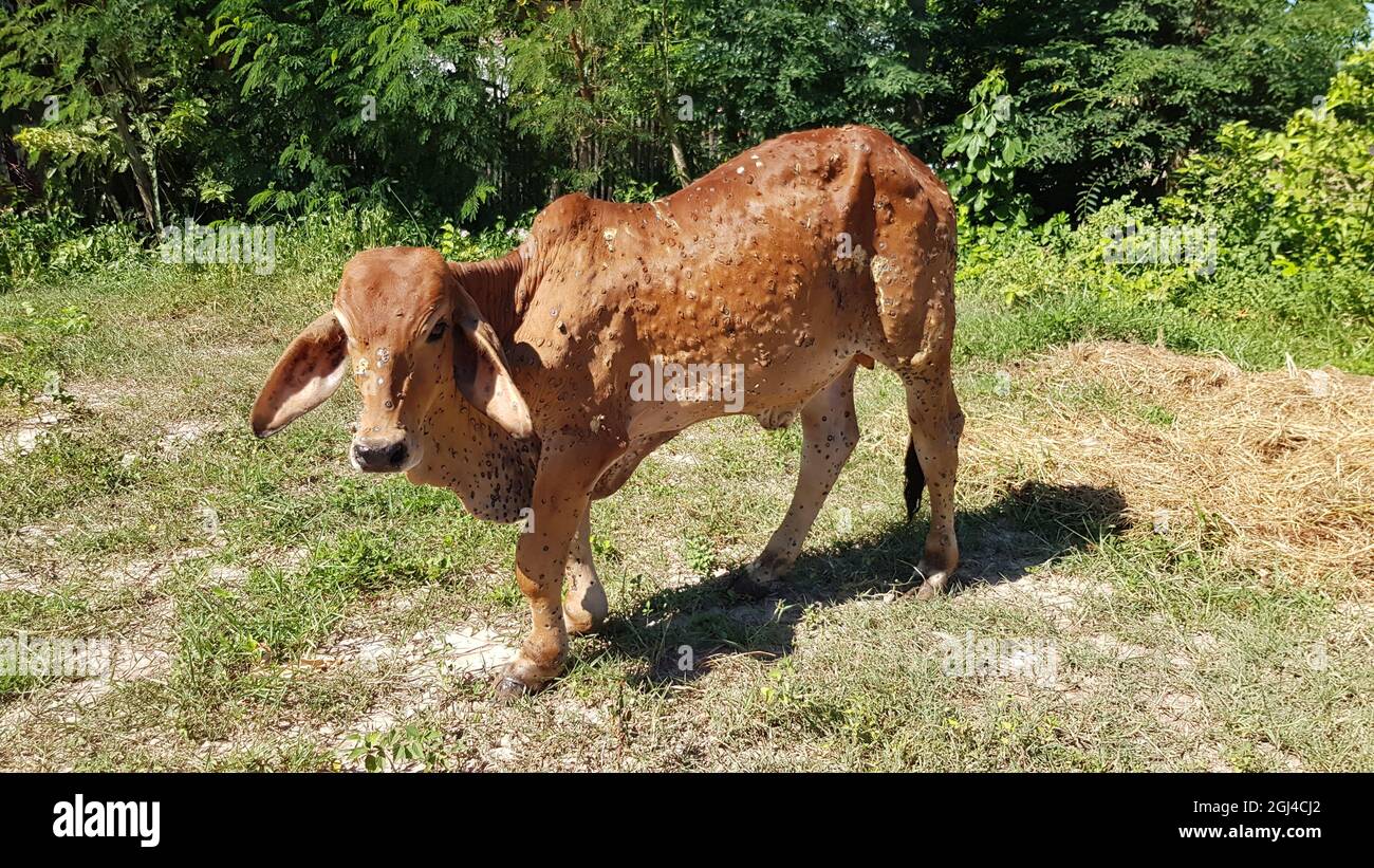 Das Kalb hat eine lumpige Hauterkrankung, die eine Wunde auf der Haut auf dem ganzen Körper verursacht, der auf dem Feld steht. Stockfoto
