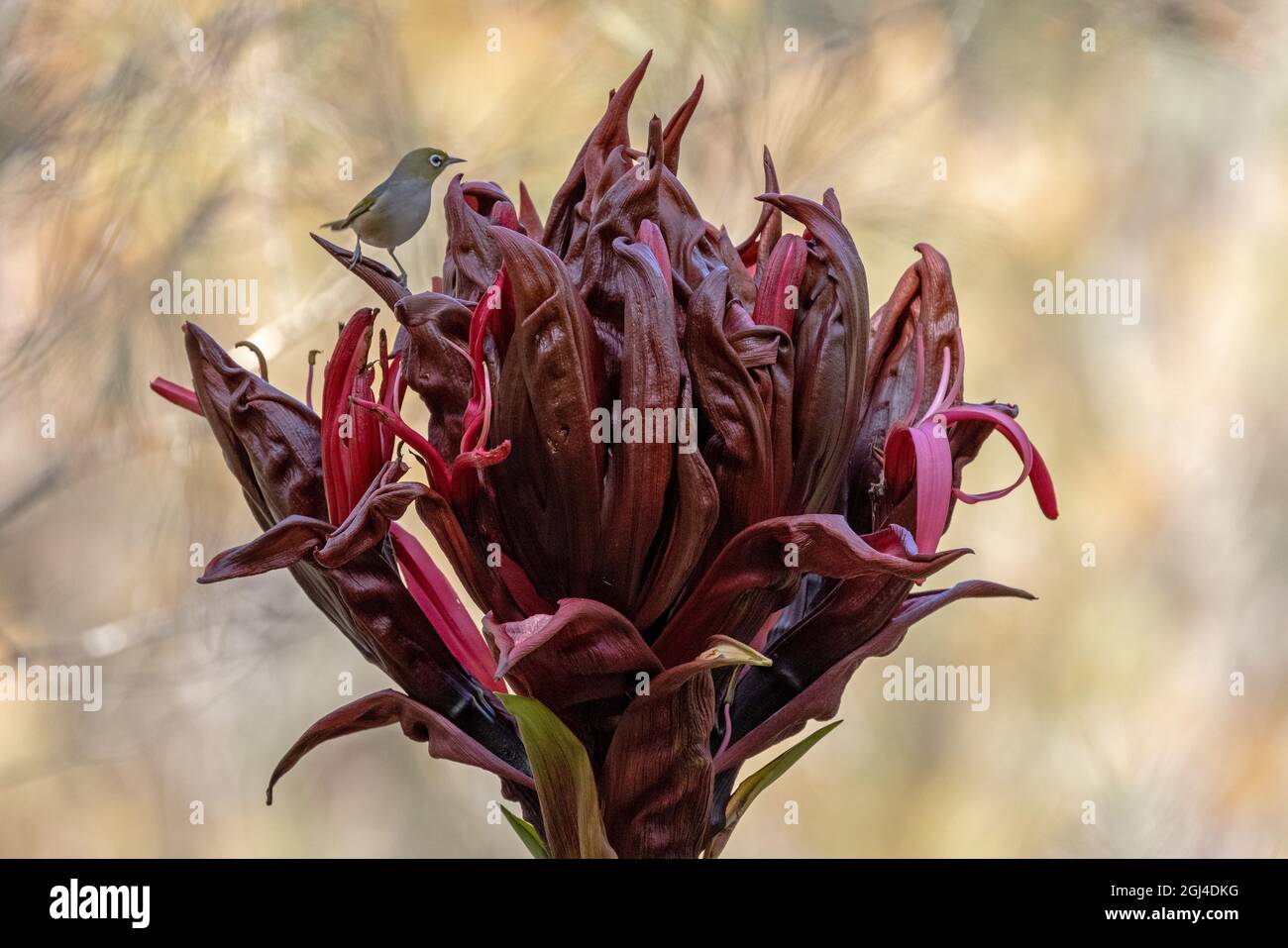 Australisches Silberauge ruht auf Gymea Lily Stockfoto