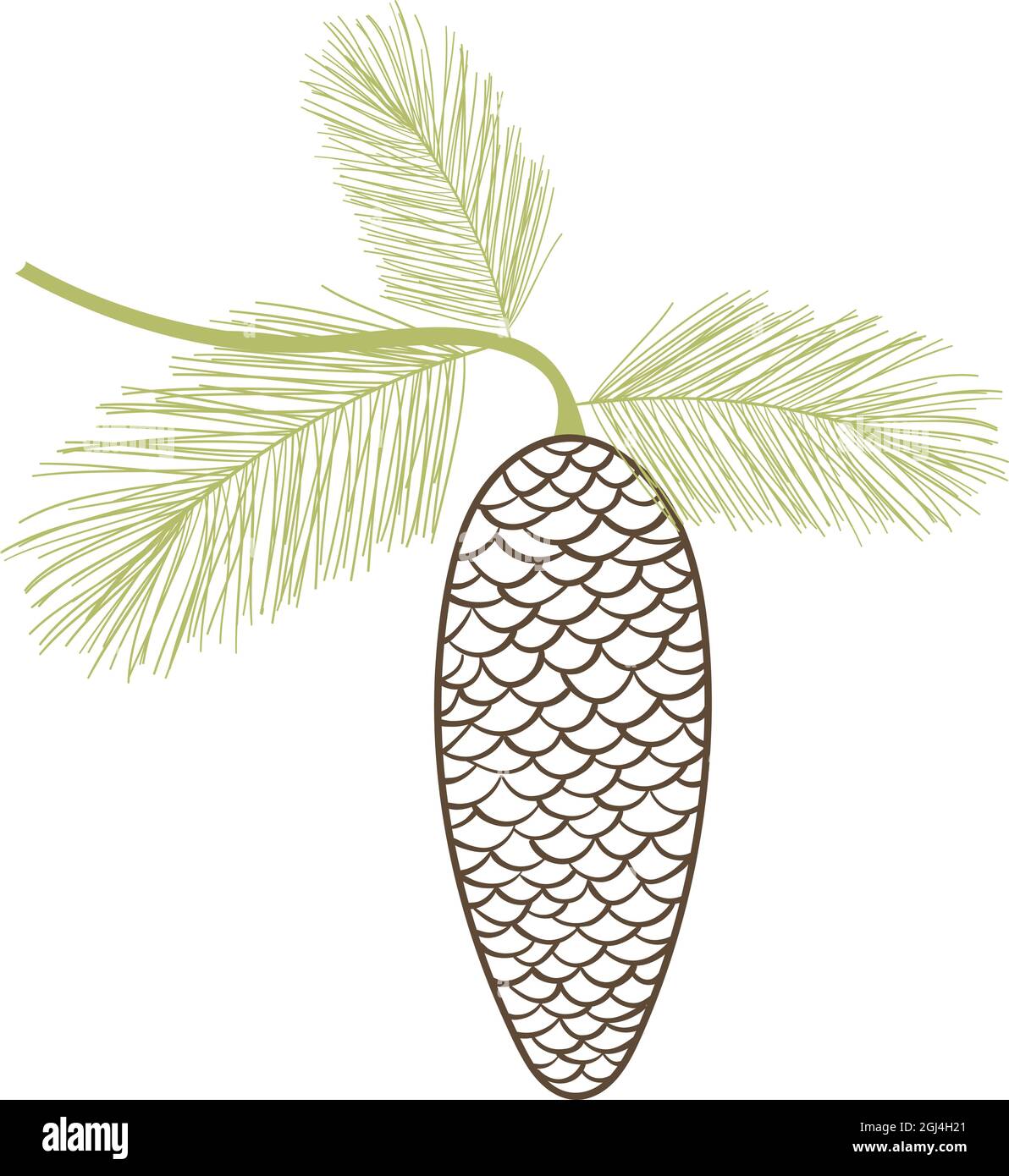 Isolierter Tannenbaumbaum mit Kegel Stock Vektor