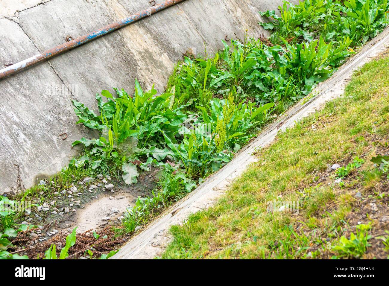 Der Abflusskanal in Form einer Rinne aus Betonplatten wurde schon lange nicht mehr gewartet, er ist mit Gras bewachsen Stockfoto