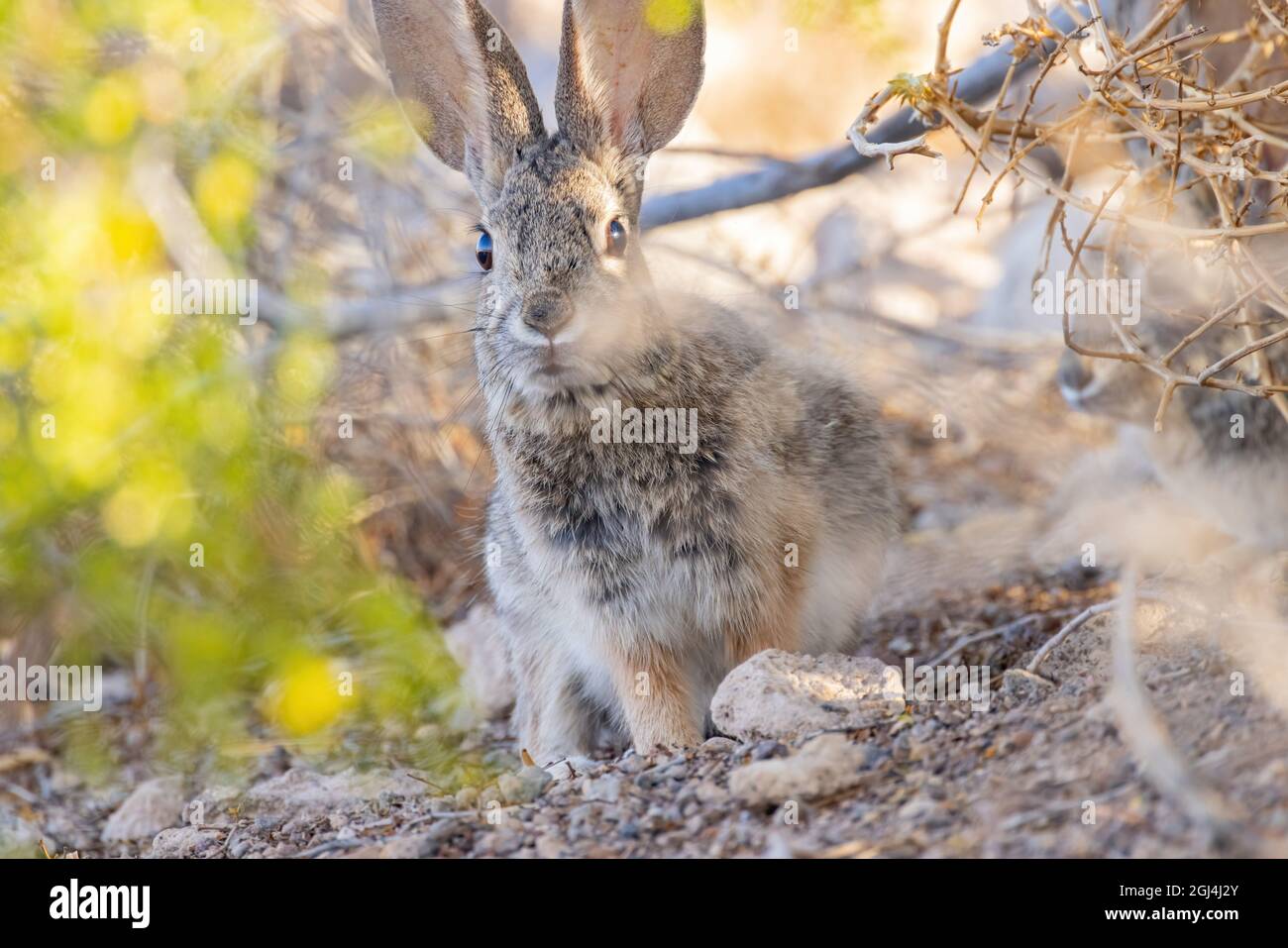 Nahaufnahme eines niedlichen Hasen aus Cotton in Las Vegas, Nevada Stockfoto