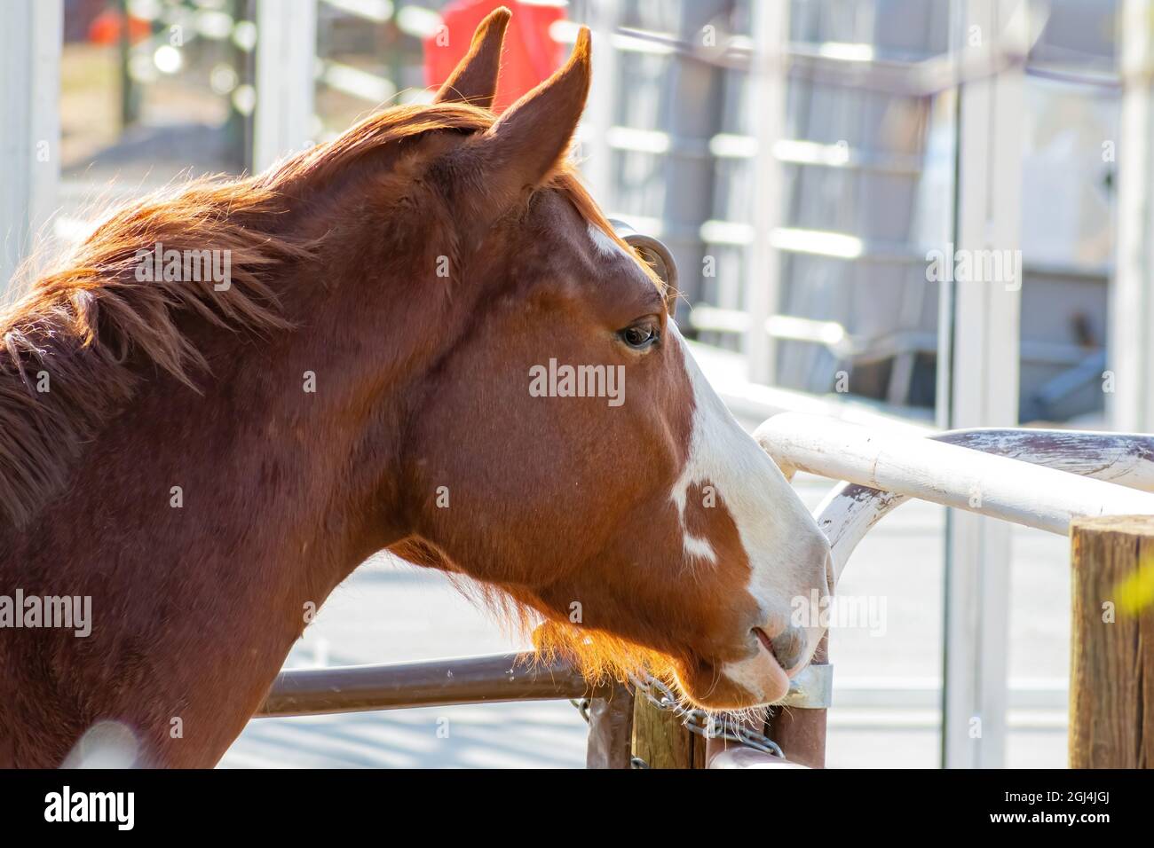 Nahaufnahme eines niedlichen braunen Pferdes in Nevada Stockfoto