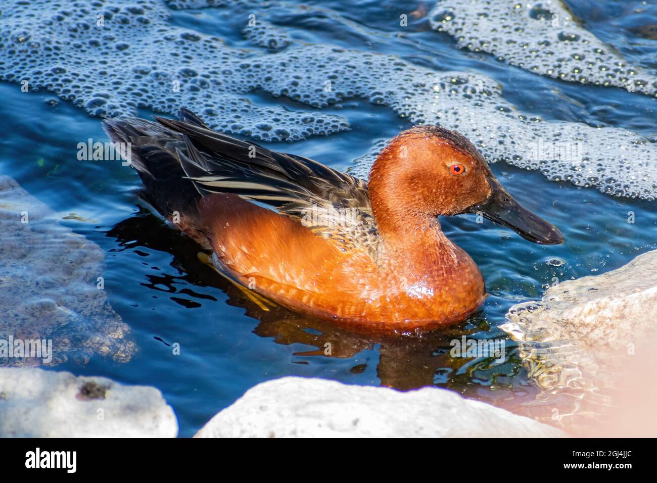 Nahaufnahme der niedlichen Zimtballen, die in einem Teich in Las Vegas, Nevada, schwimmen Stockfoto
