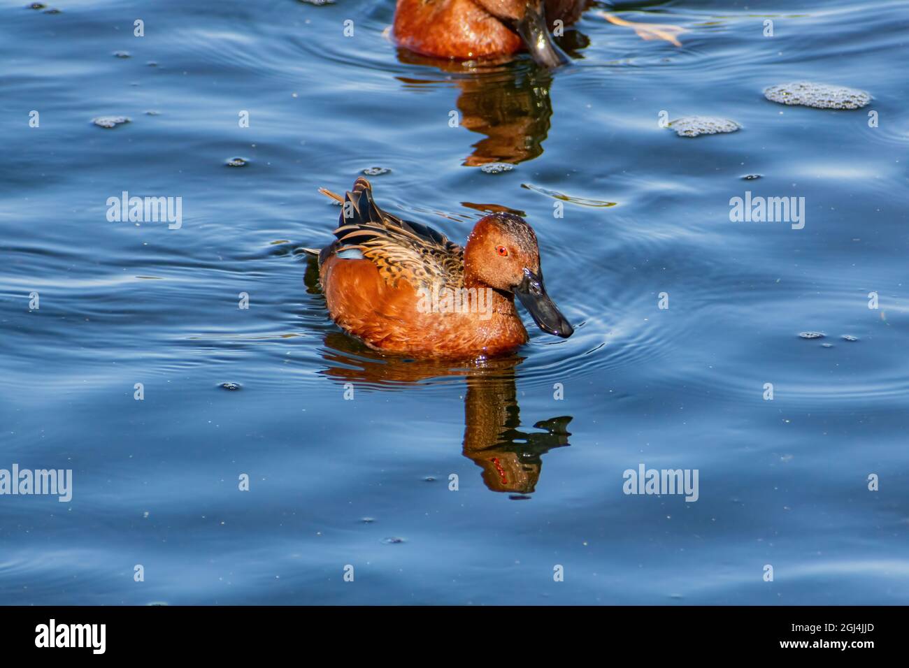 Nahaufnahme der niedlichen Zimtballen, die in einem Teich in Las Vegas, Nevada, schwimmen Stockfoto