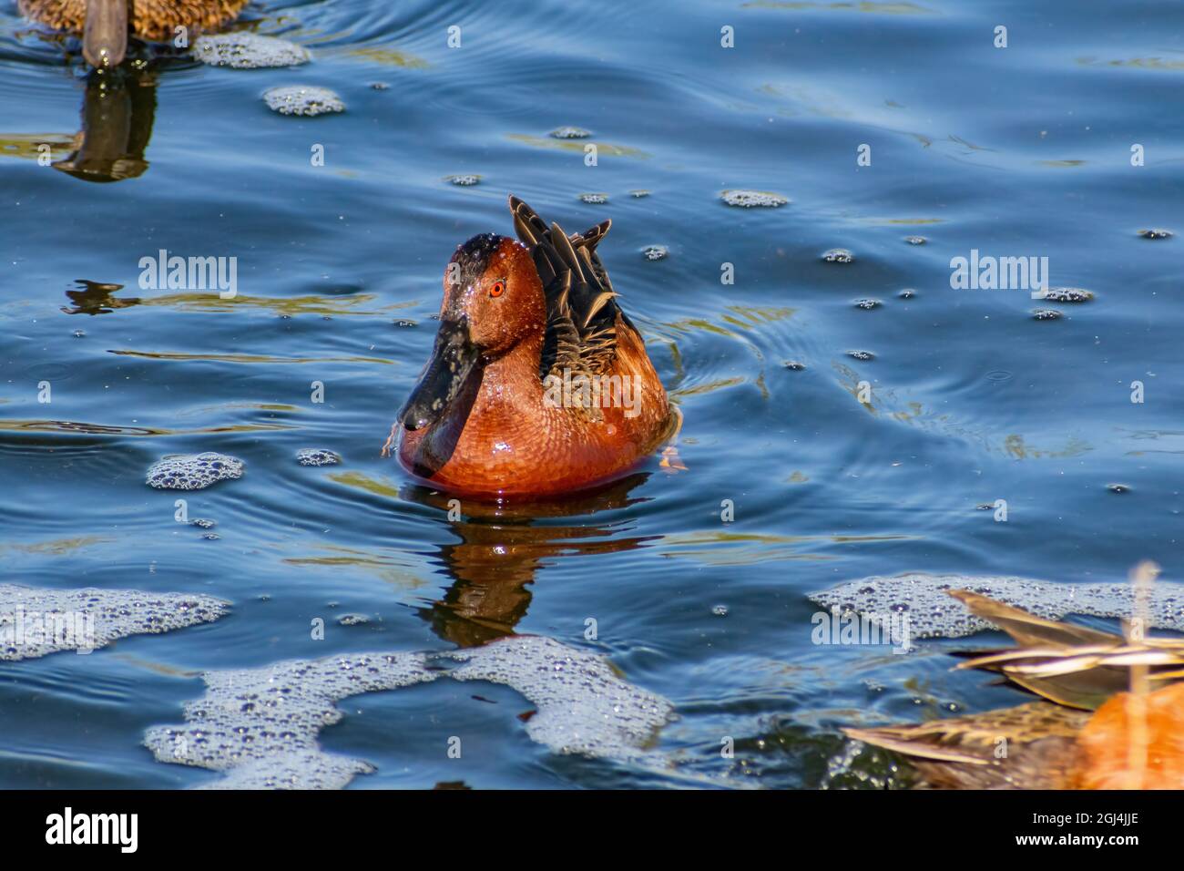 Nahaufnahme der niedlichen Zimtballen, die in einem Teich in Las Vegas, Nevada, schwimmen Stockfoto