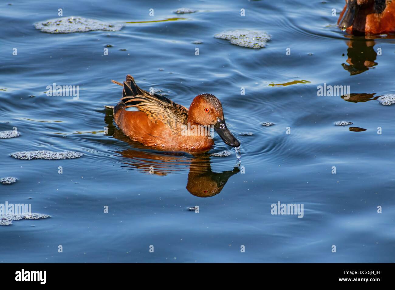 Nahaufnahme der niedlichen Zimtballen, die in einem Teich in Las Vegas, Nevada, schwimmen Stockfoto
