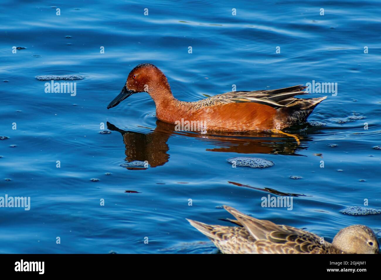 Nahaufnahme der niedlichen Zimtballen, die in einem Teich in Las Vegas, Nevada, schwimmen Stockfoto