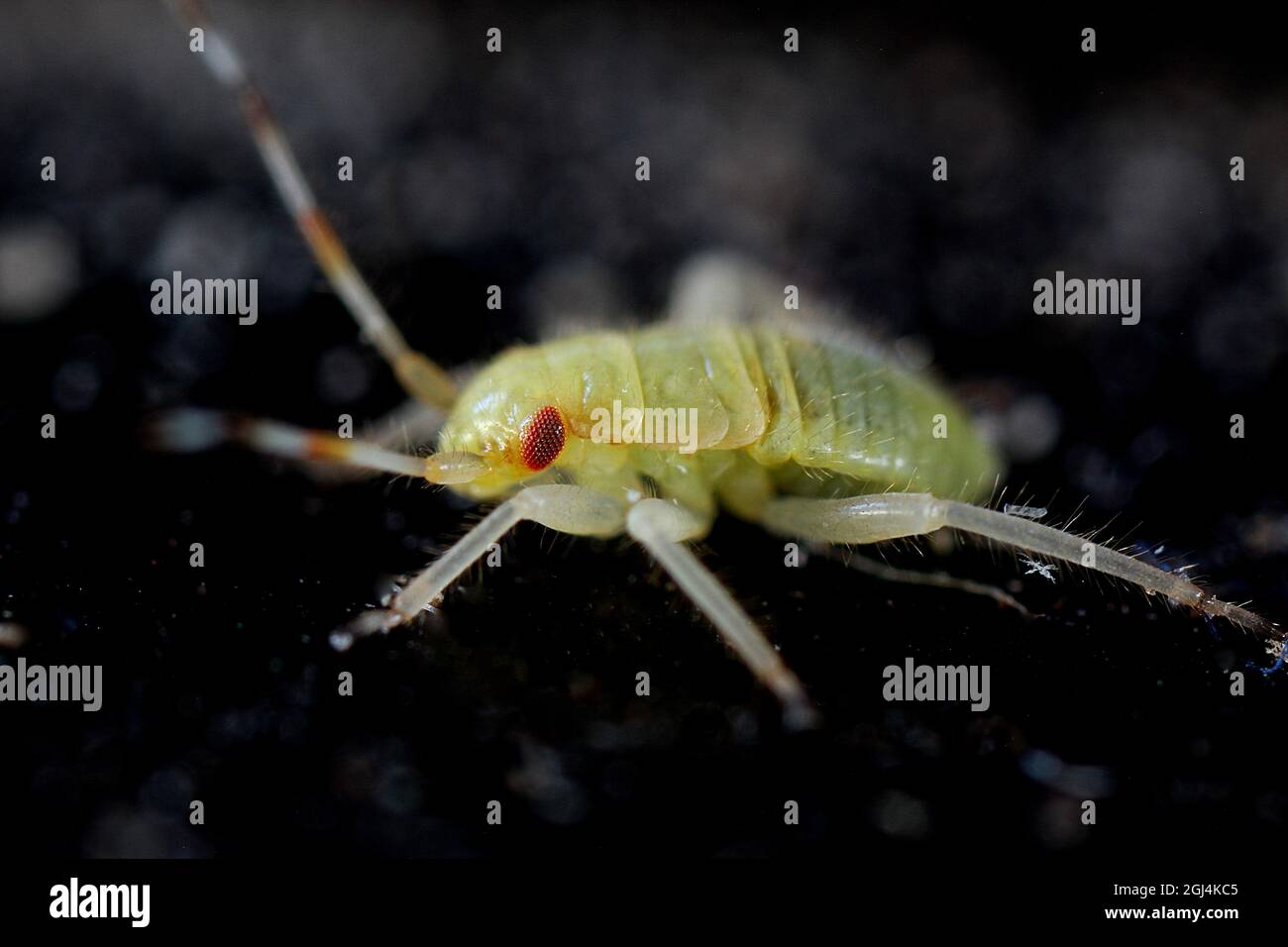 Junginsekt - erstes Exemplar, wahrscheinlich ein pflanzensaft-Sauger (Miridae) Stockfoto