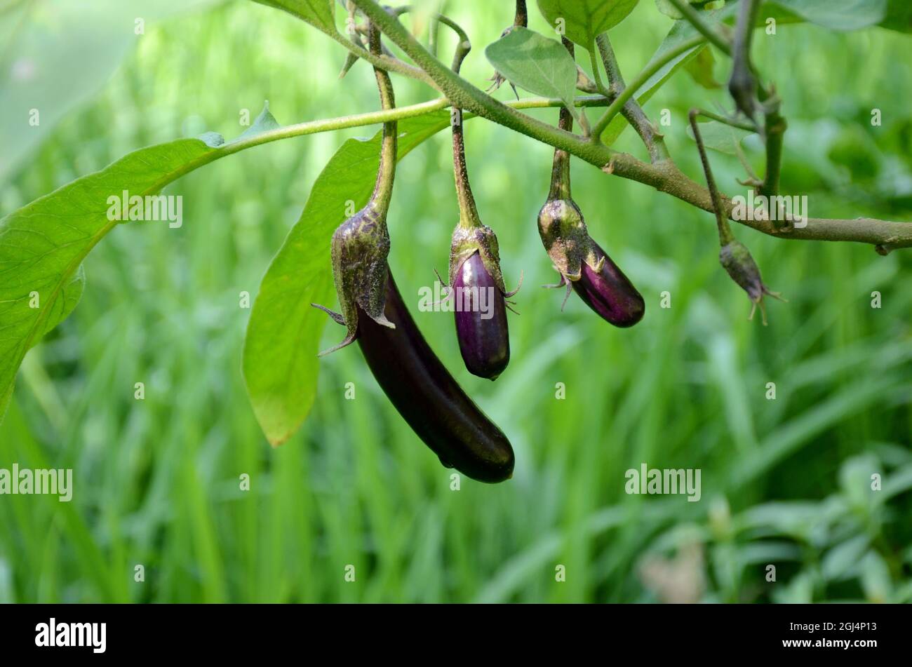 Nahaufnahme der Haufen lila grün brinjal wächst mit Blättern und Pflanzen in der Farm über aus Fokus grün braunen Hintergrund. Stockfoto