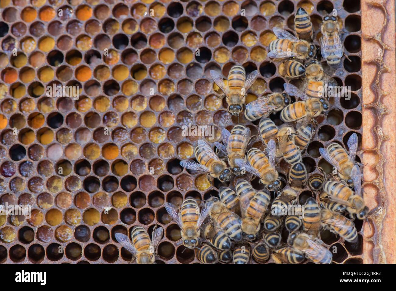 Bunte Pollen auf einem Langstroth Bienenstock Rahmen, mit Honigbienen. Bienenzucht auf einer Farm im Süden von Ontario, Kanada. Stockfoto