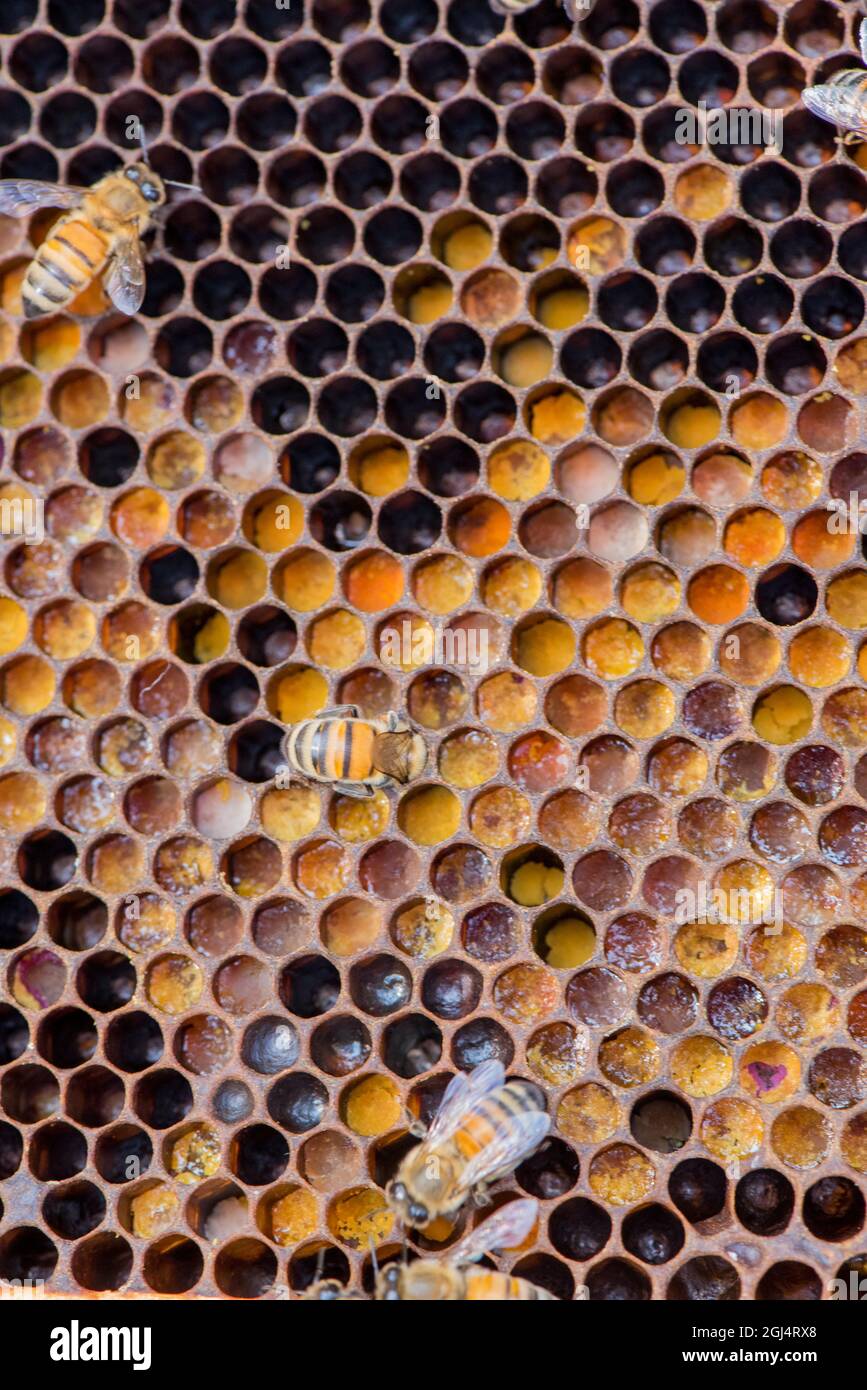 Bunte Pollen auf einem Langstroth Bienenstock Rahmen, mit Honigbienen. Bienenzucht auf einer Farm im Süden von Ontario, Kanada. Stockfoto