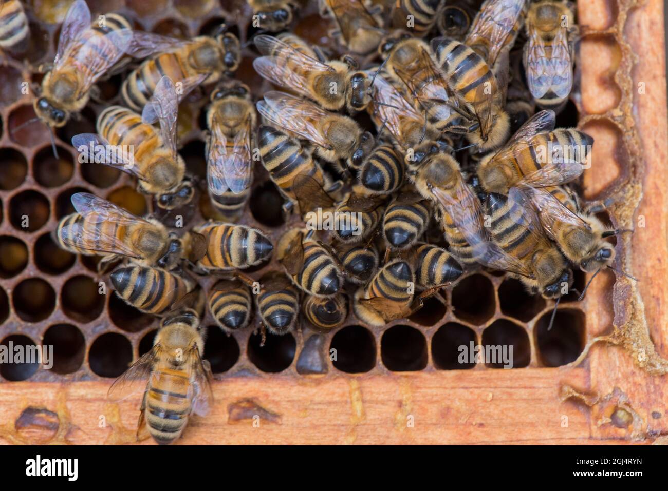 Ein Bienenhaufen auf einem Langstroth-Bienenstock, der Nektar und Pollen in Zellen auf einem Holzrahmen abgibt. Stockfoto