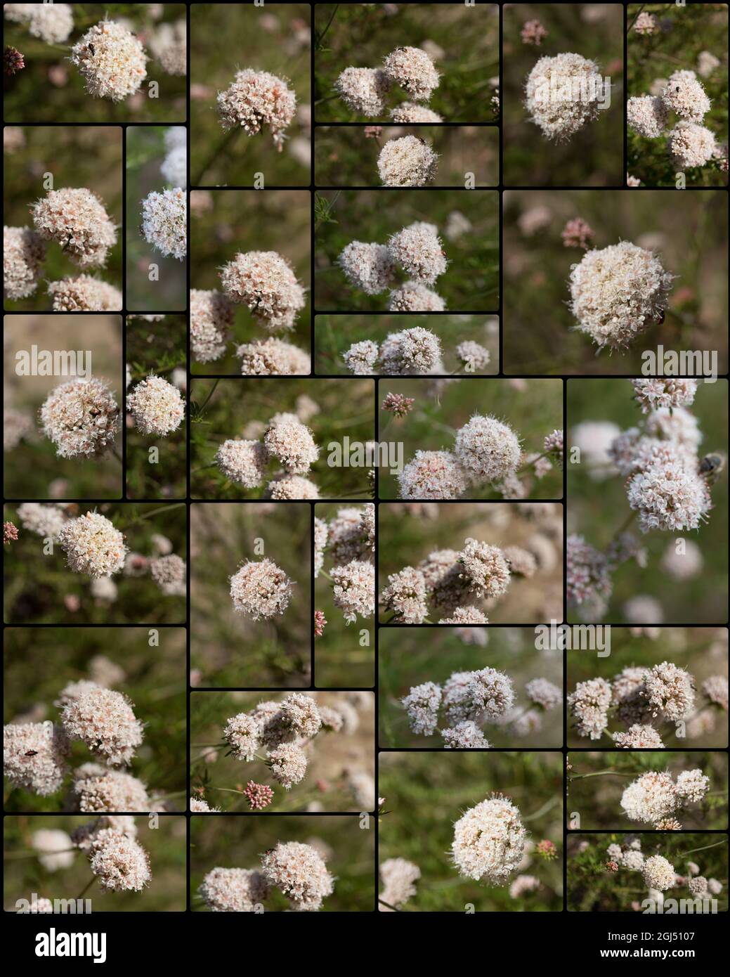 Collage aus weißen Cymosekopfblüten auf kalifornischem Buchweizen, Eriogonum Fasciculatum, Polygonaceae, aus den Santa Monica Mountains, Foto Stockfoto