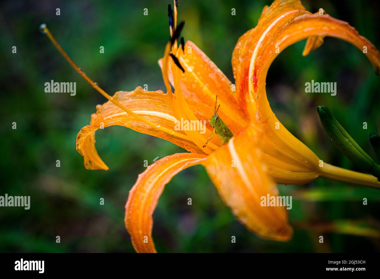 Grasshopper versteckt sich in der orangefarbenen Tagesluppe, während es Stock Photo regnet Stockfoto