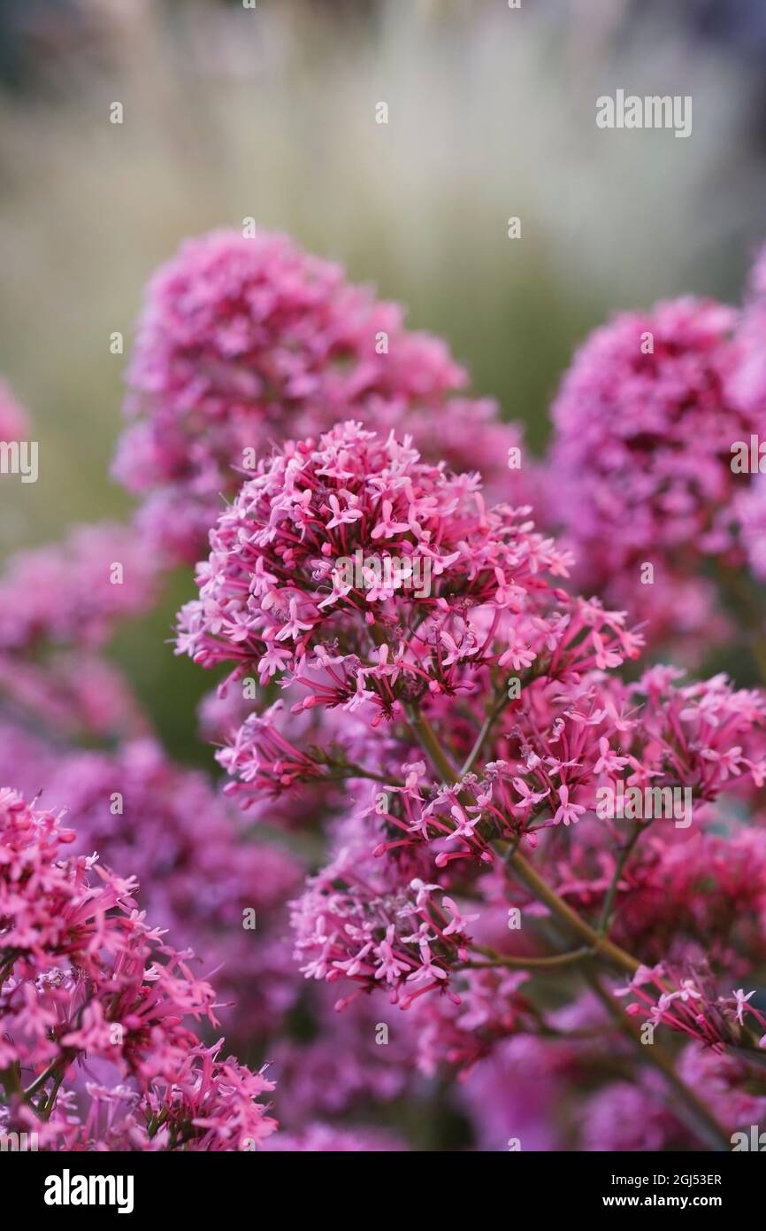 Centranthus ruber Blumen. Stockfoto