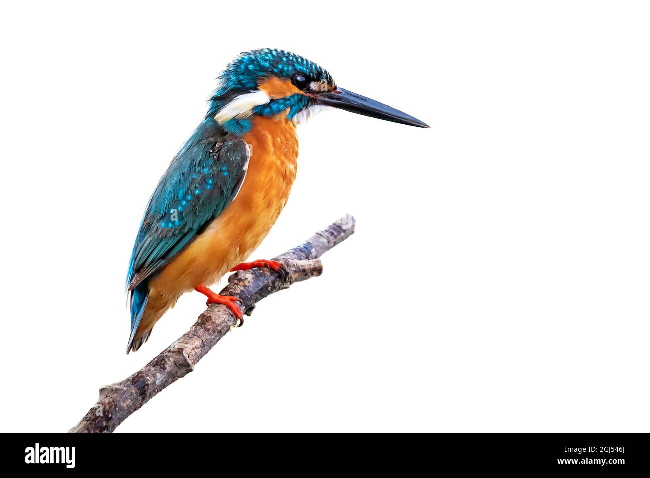 Bild eines Eisvögel (Alcedo atthis), der auf einem Zweig auf weißem Hintergrund isoliert thront. Vogel. Tiere. Stockfoto